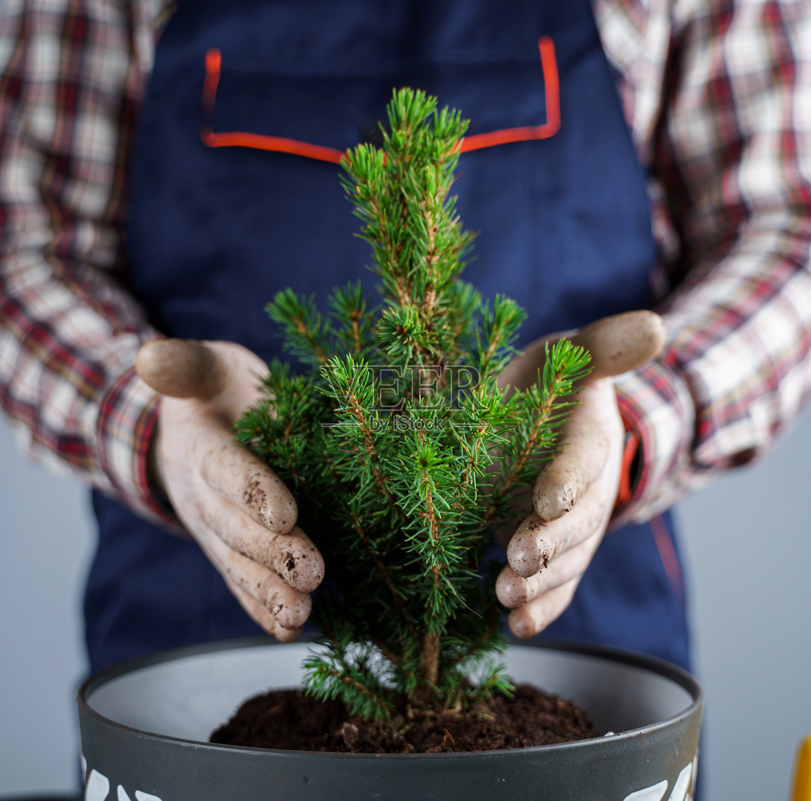 男园丁的手把小冷杉树移植到工作室的新盆上，在灰色的背景上。园艺和家庭植物护理。将室内植物云杉从小盆移植到家中的大盆照片摄影图片