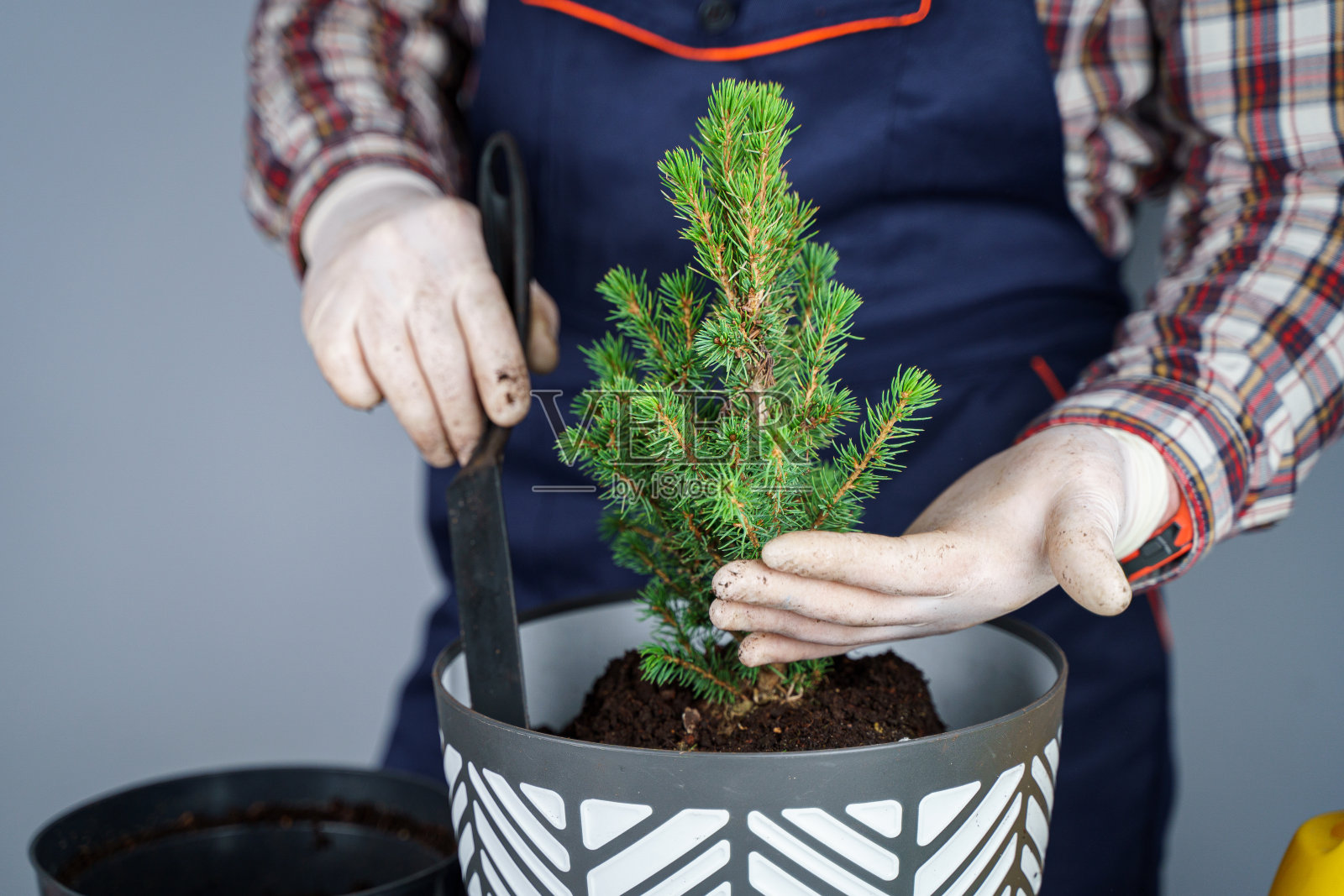 园艺的概念。移栽及播种新的植物，如冷杉树。手和锅的特写。一名园丁在一堵灰色墙的背景上的新盆里移植室内植物圆锥形云杉照片摄影图片