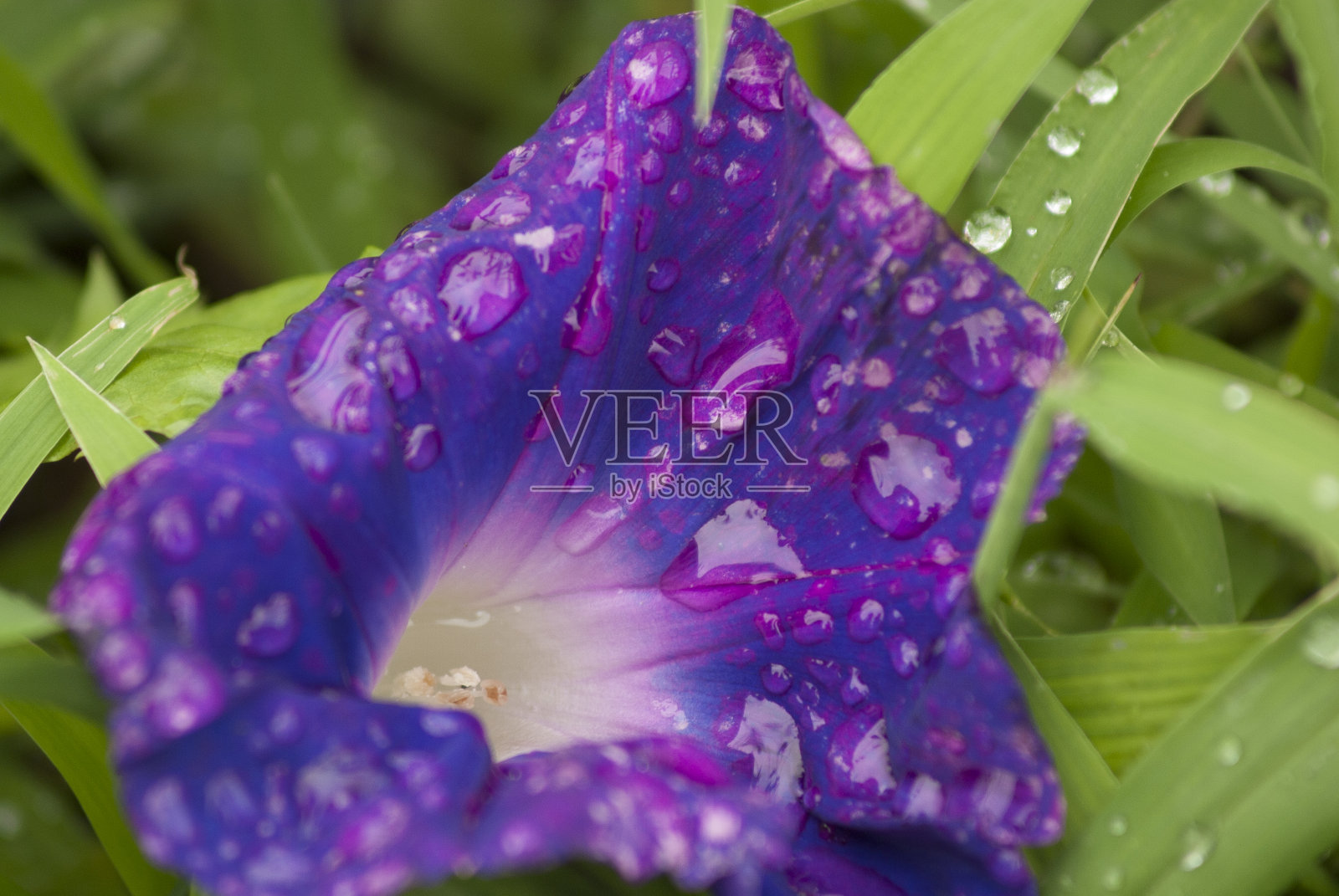 日本牵牛花照片摄影图片