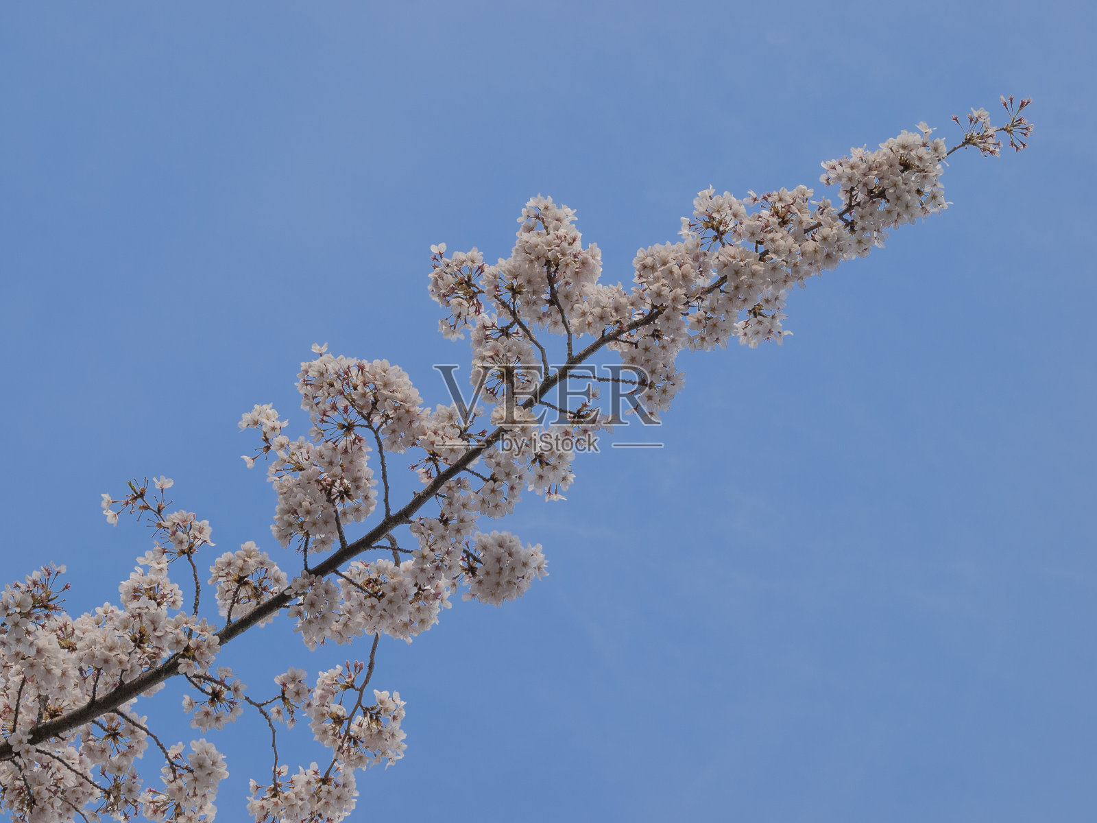 樱花照片摄影图片