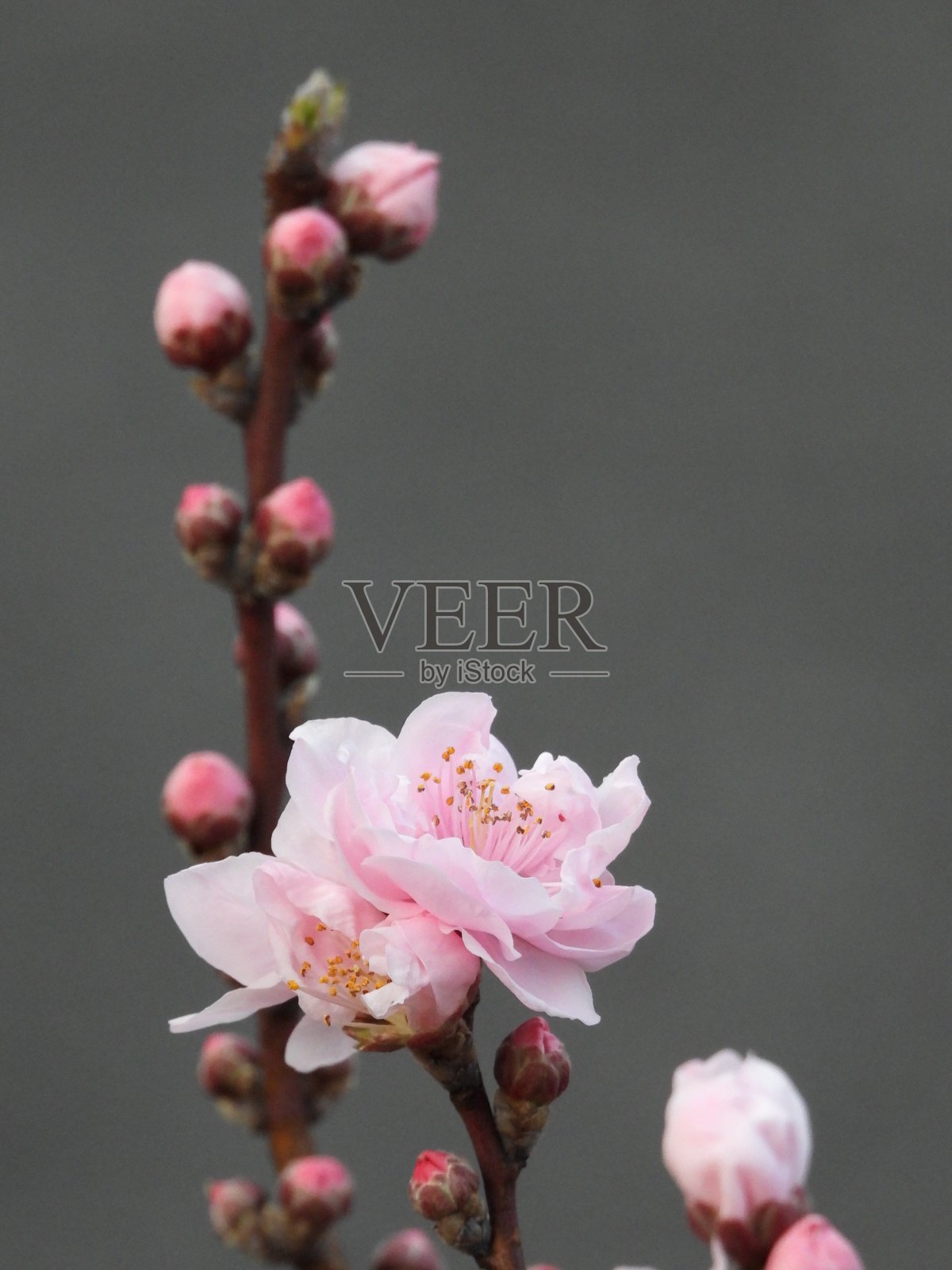 美丽的樱花与散焦的观点。照片摄影图片