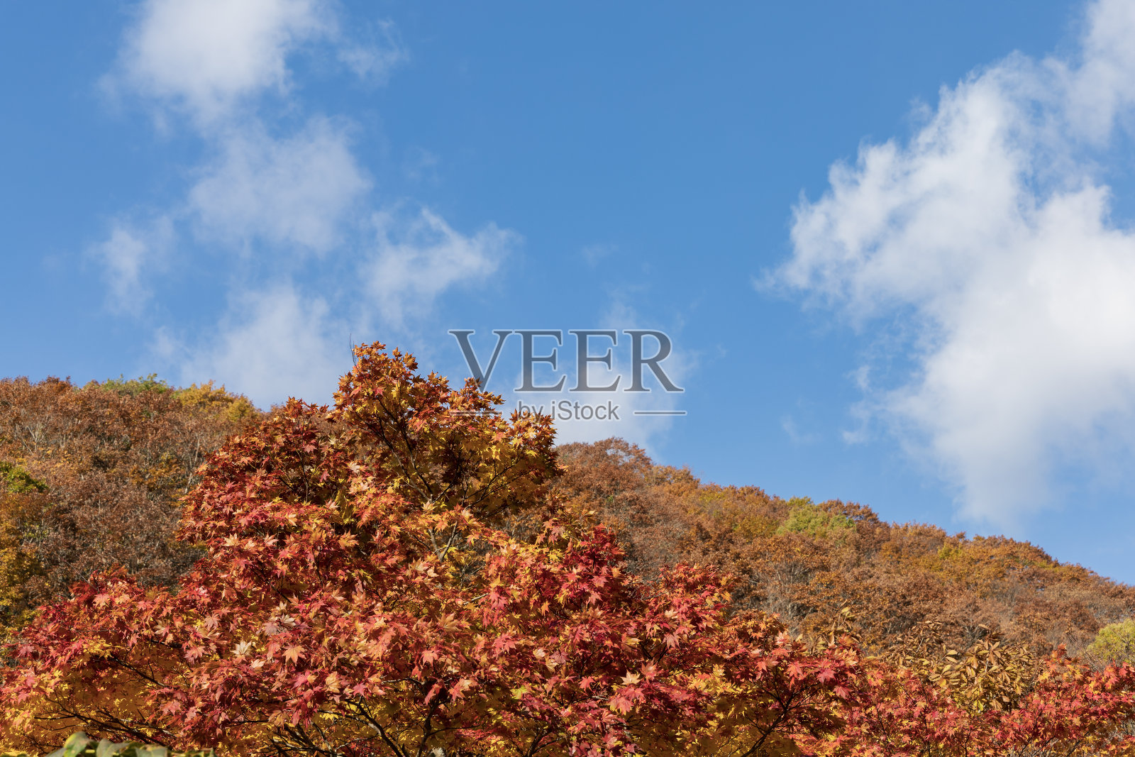 秋天叶子的颜色照片摄影图片