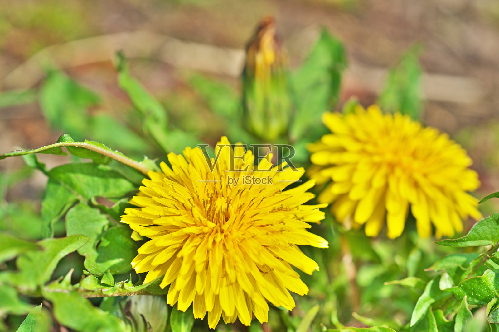 蒲公英照片摄影图片