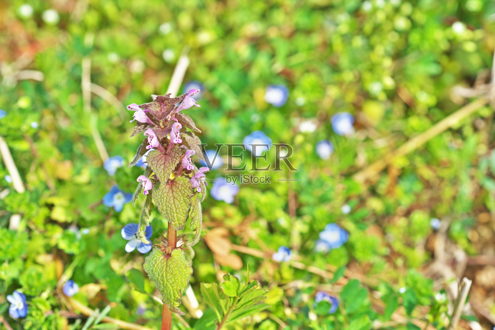 紫花野芝麻照片摄影图片
