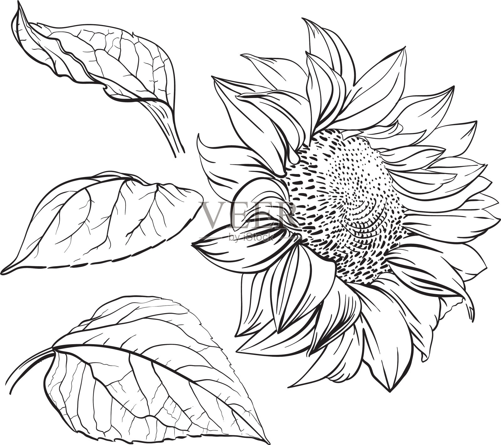 向日葵手绘单色设计元素图片