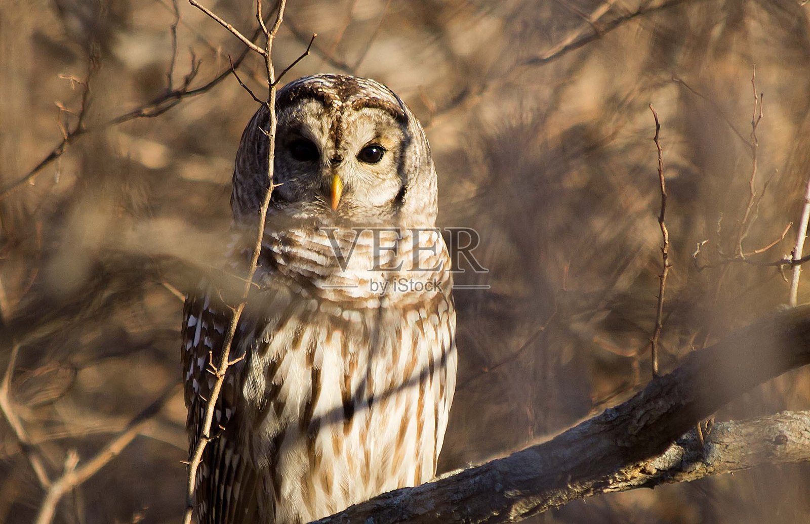 晨曦中的条纹猫头鹰照片摄影图片