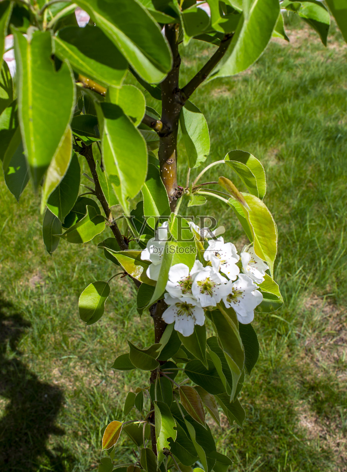 茉莉花在春天的花园里盛开照片摄影图片
