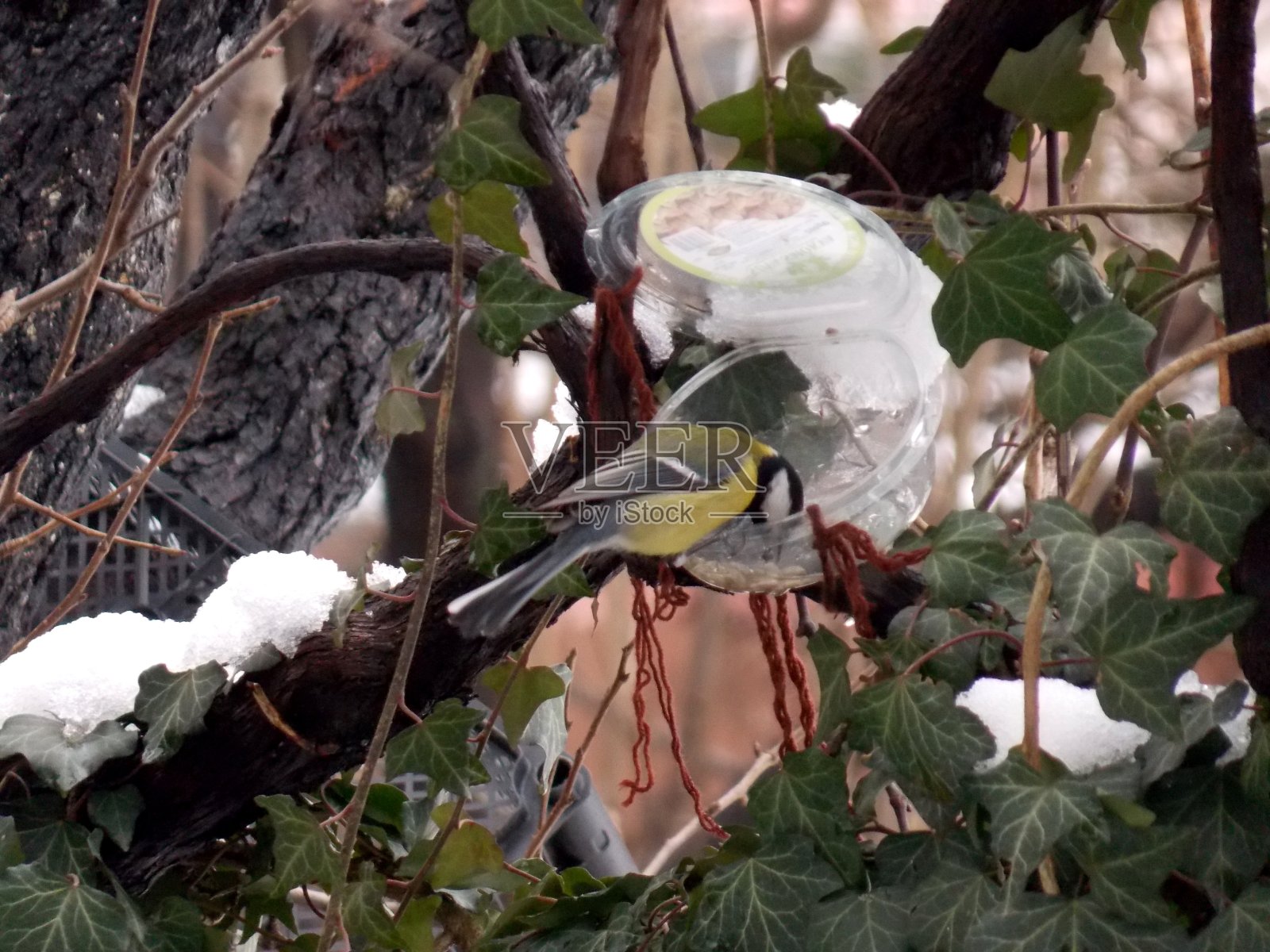 一只黄色的小鸟在喂食器上照片摄影图片