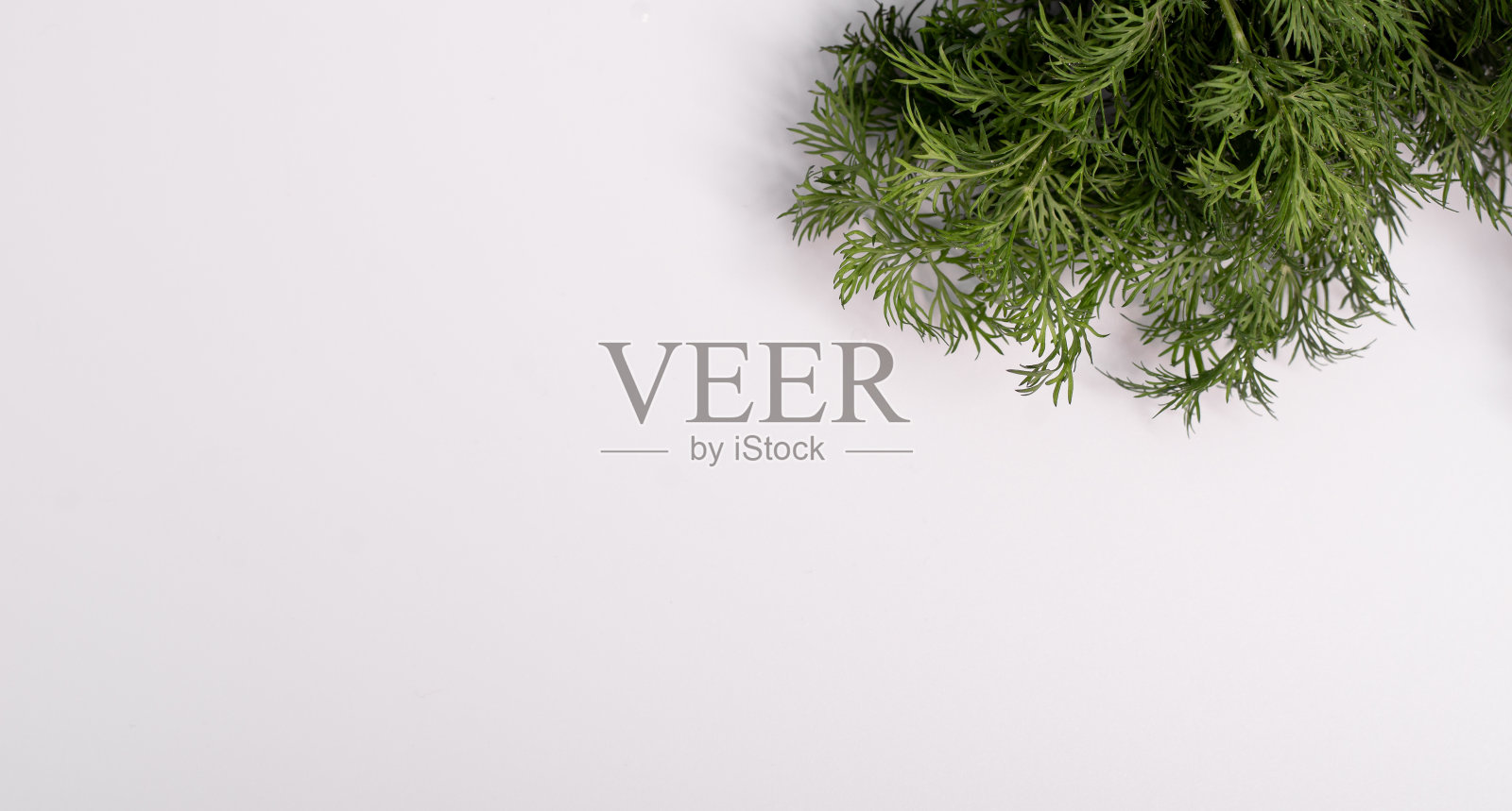 白色背景上的新鲜绿色莳萝照片摄影图片