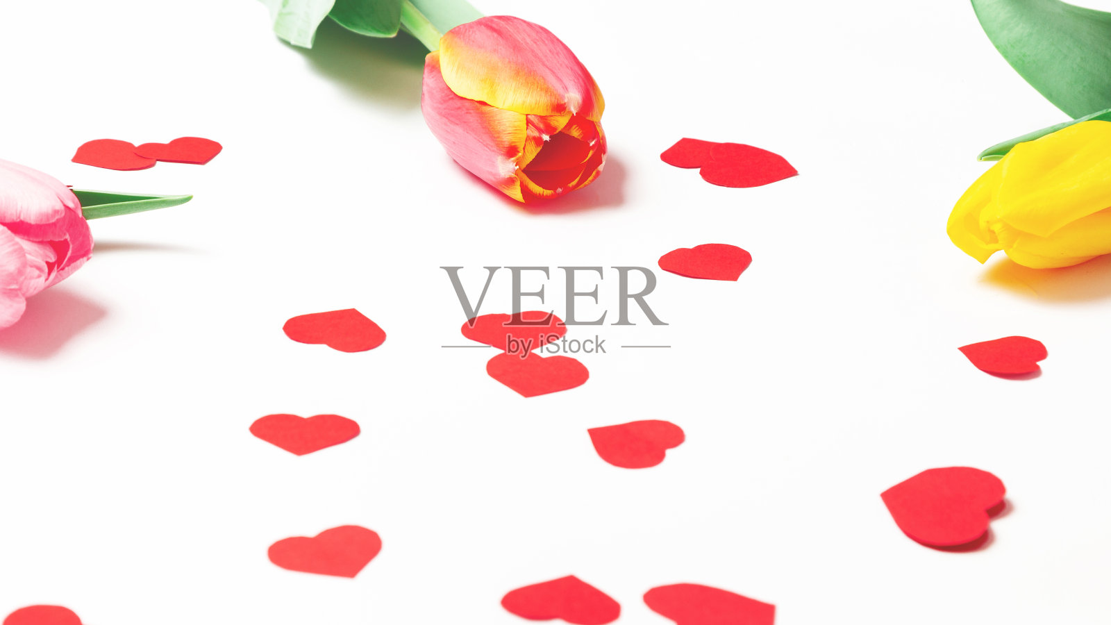 白色背景上有红心的郁金香。平躺，俯视图。情人节的背景。水平的,照片摄影图片
