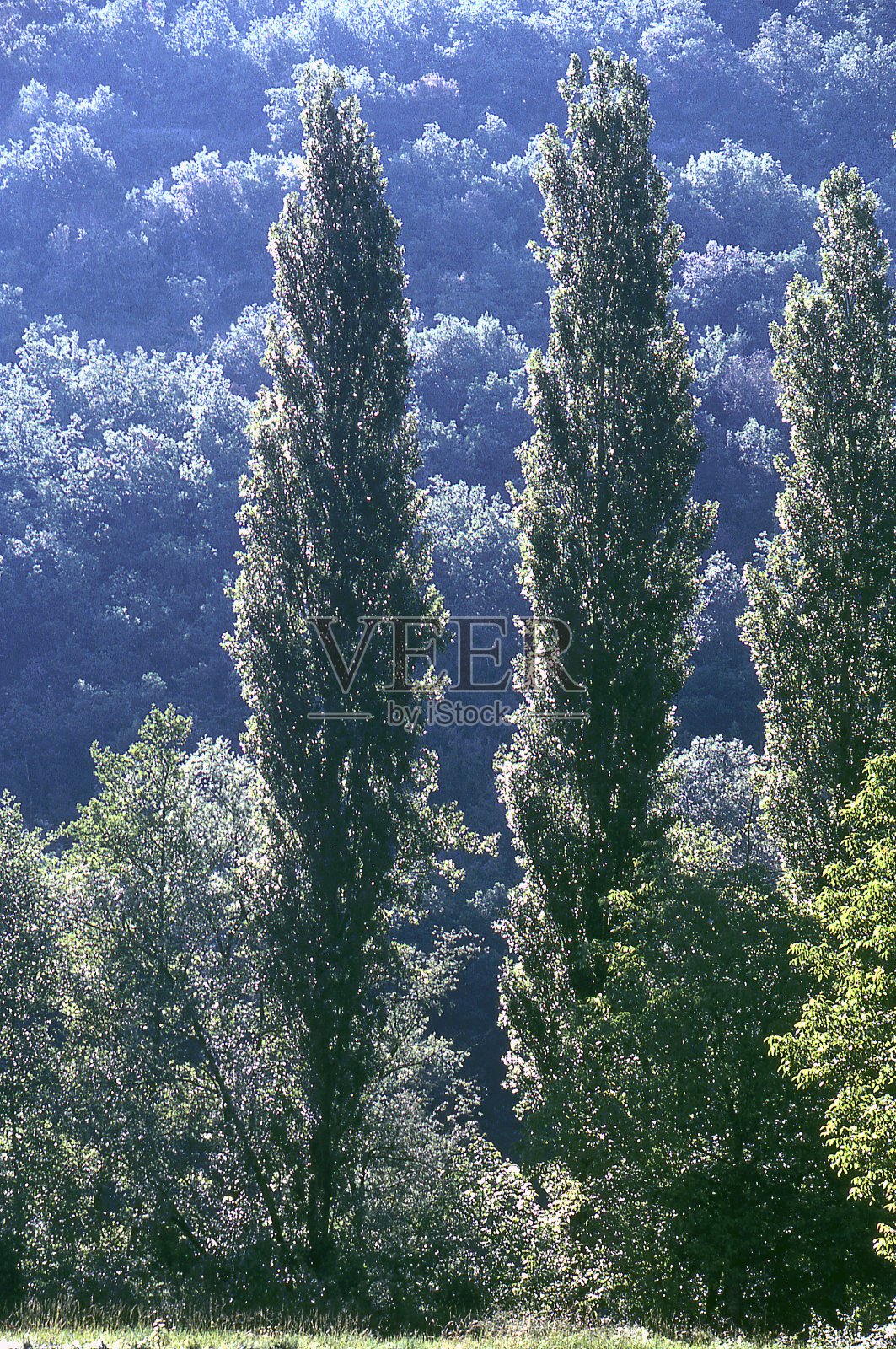杨树树照片摄影图片