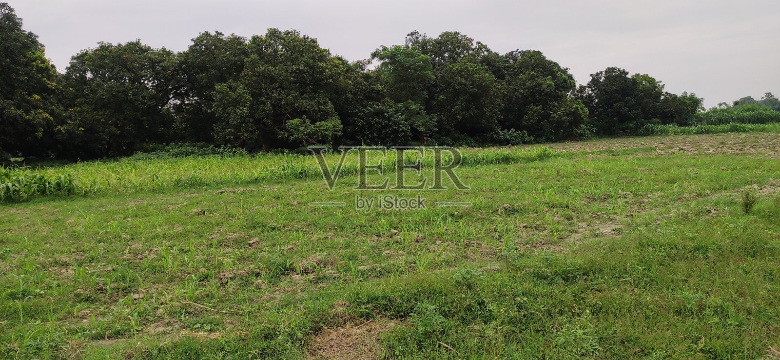 村庄里的绿地景色非常棒照片摄影图片