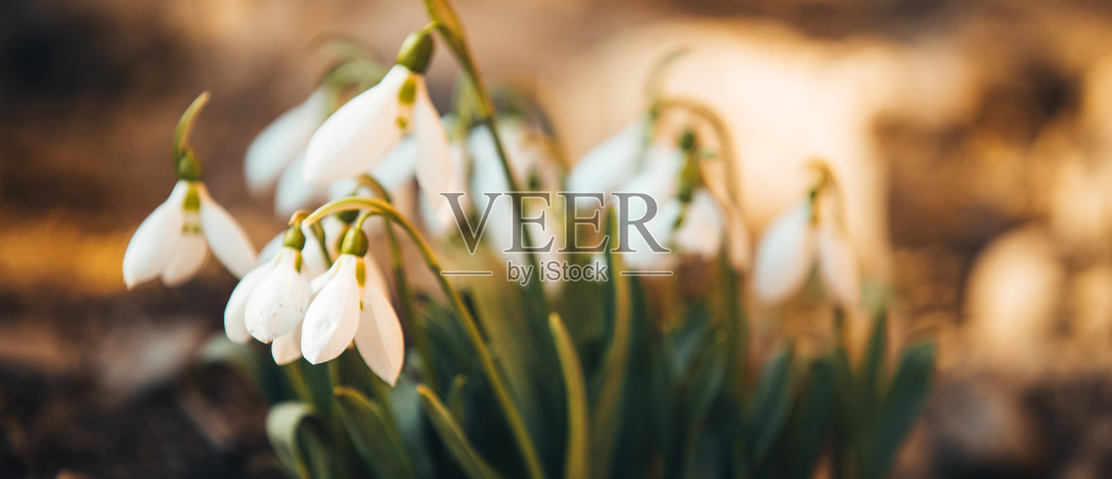 春天鲜艳的花背景照片摄影图片