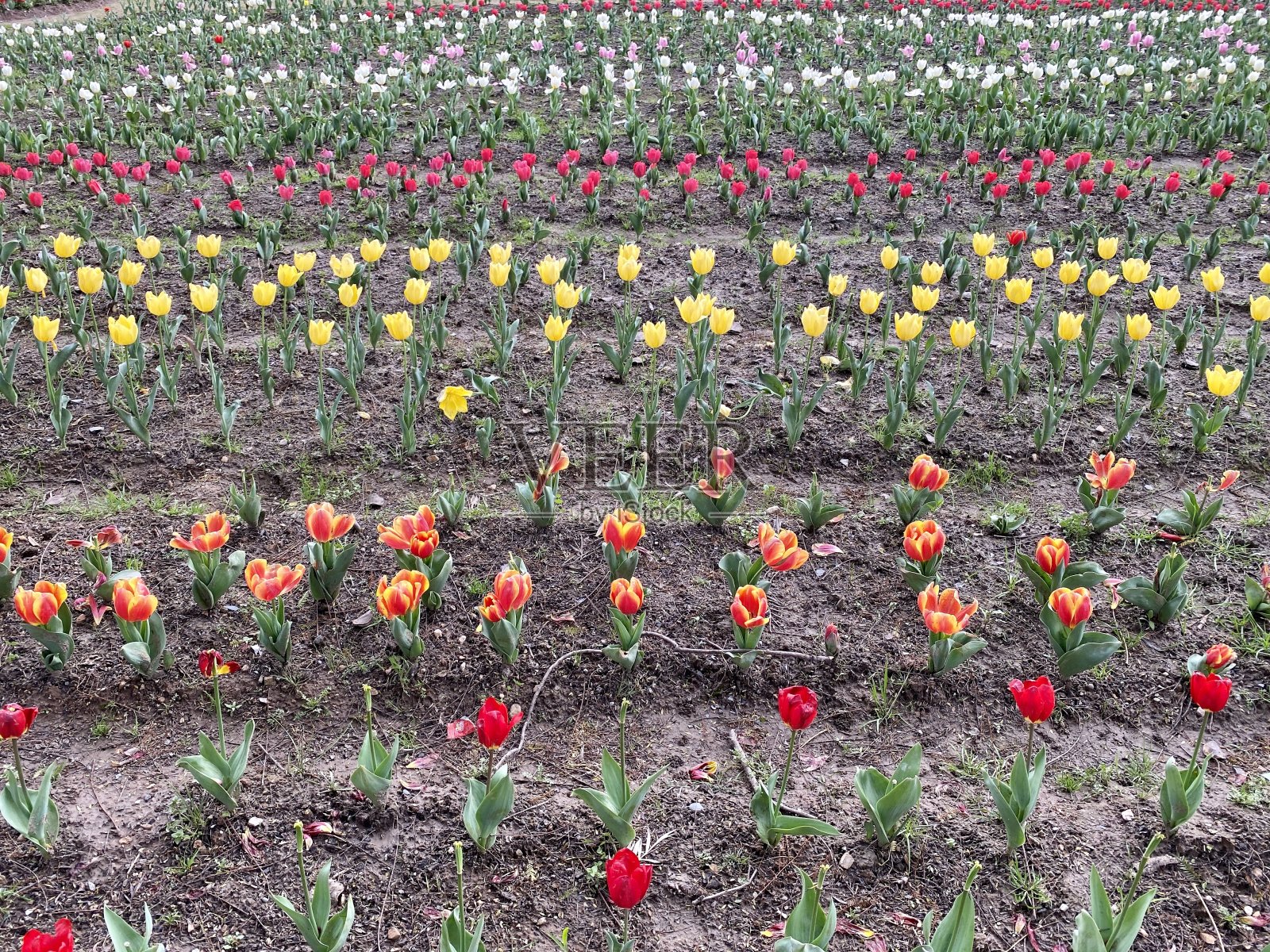 花的背景照片摄影图片