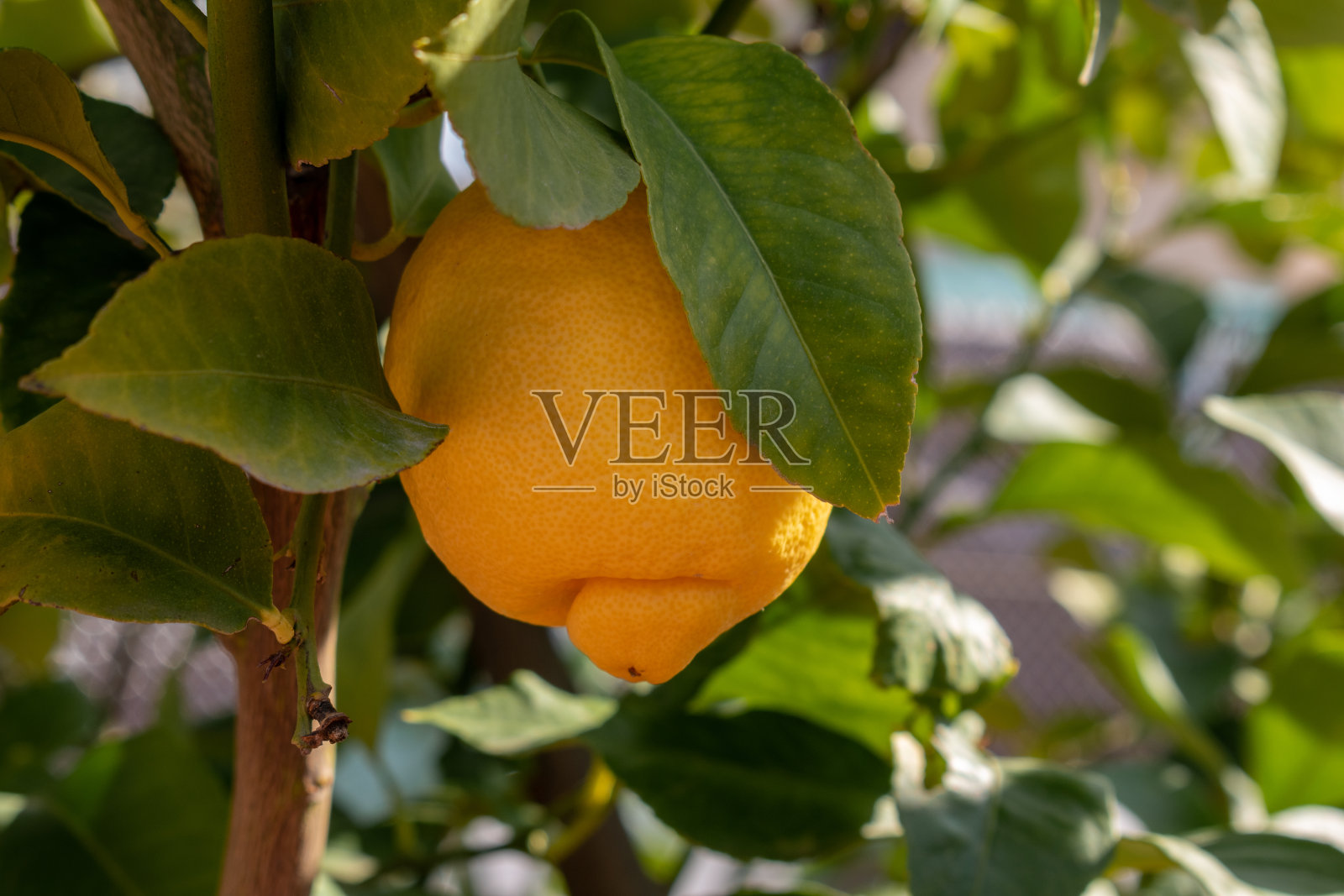 新鲜的柠檬挂在柠檬树上照片摄影图片