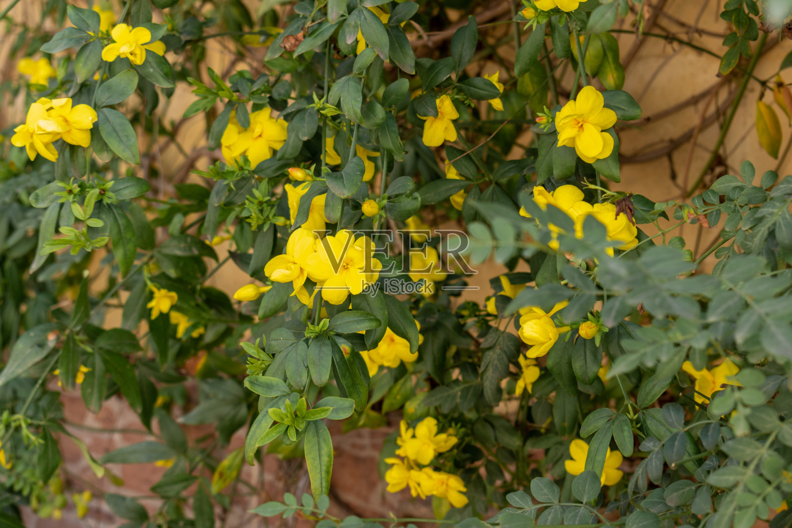 茉莉花，亮黄色的花照片摄影图片