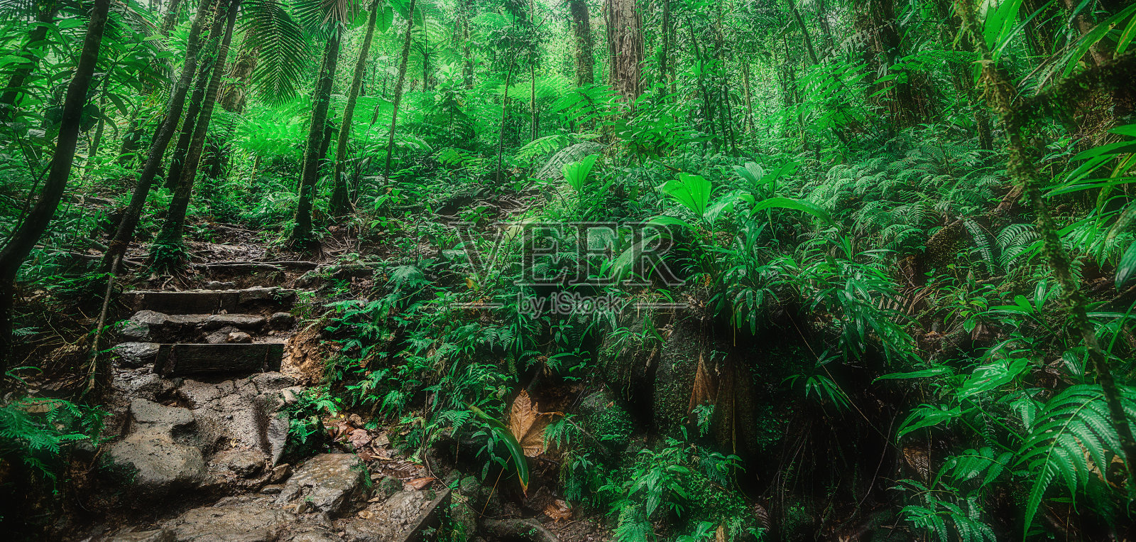 瓜德罗普的Basse Terre丛林中的岩石台阶照片摄影图片