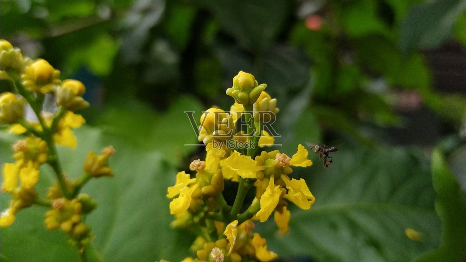 亚马逊豆芽的特写照片摄影图片