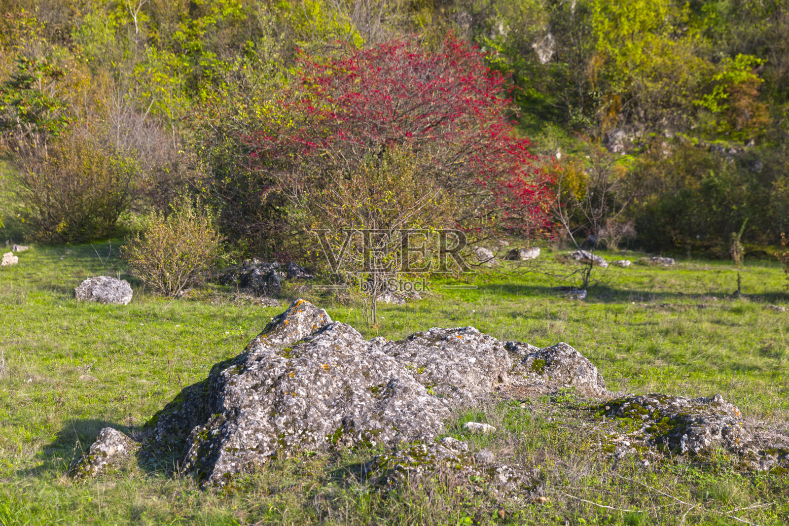 美丽的景观石和药用山楂树照片摄影图片