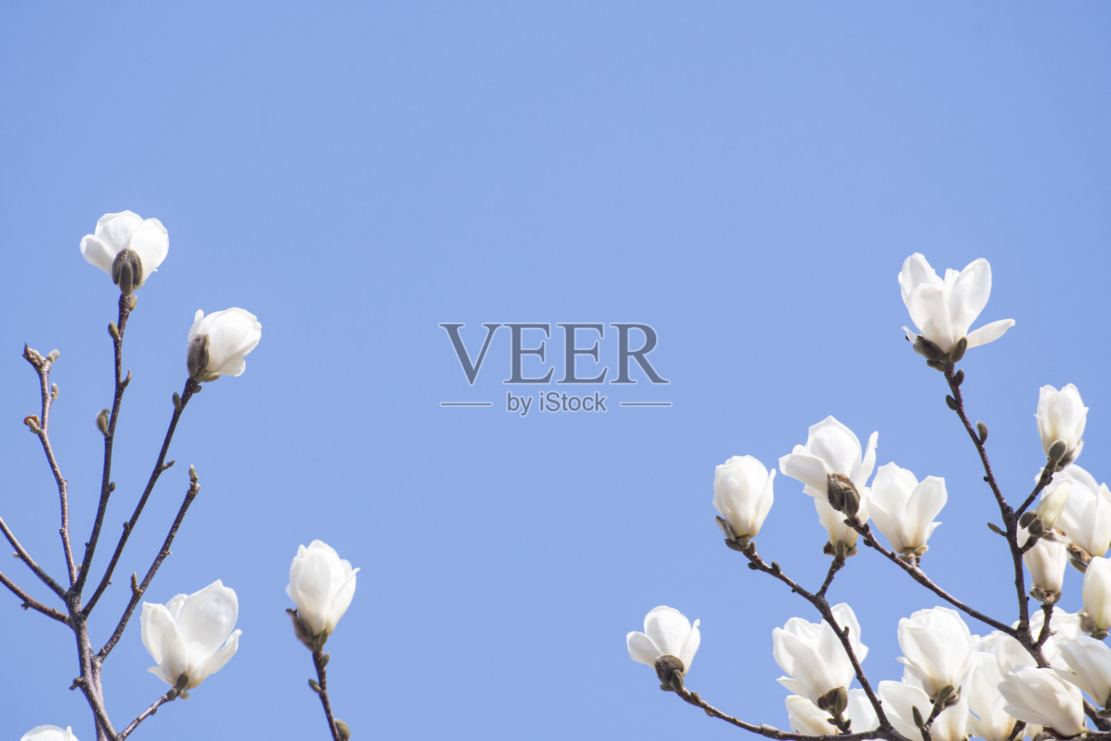 木兰，天空和复制空间照片摄影图片