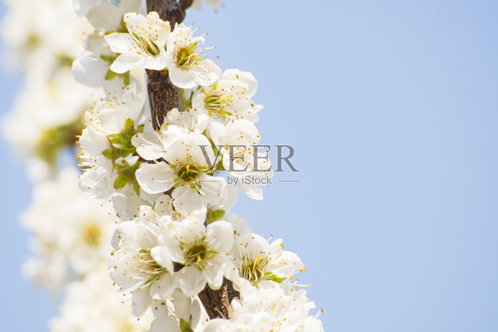 杏花满天照片摄影图片