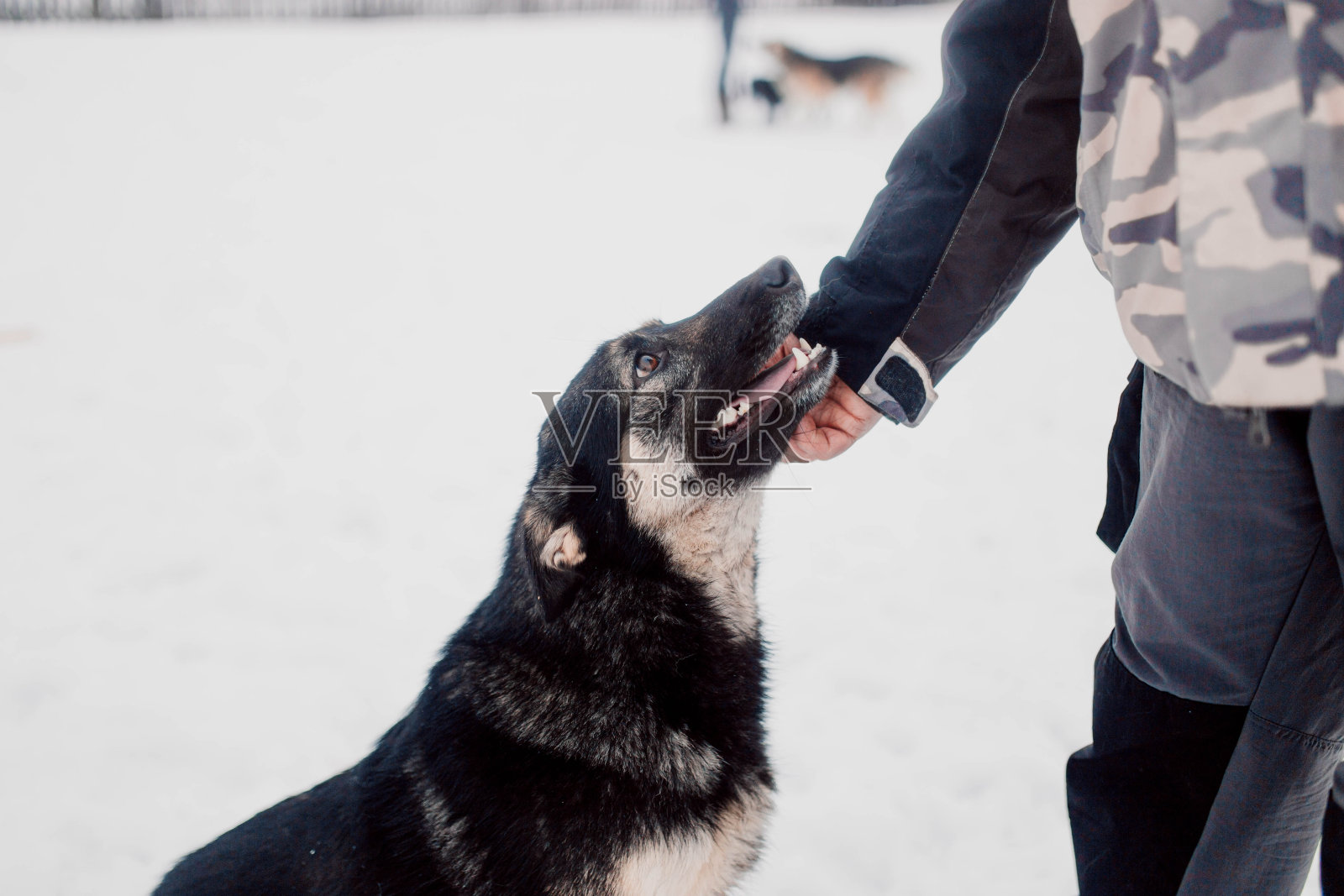狗爱人，宠物友谊概念冬天。照片摄影图片