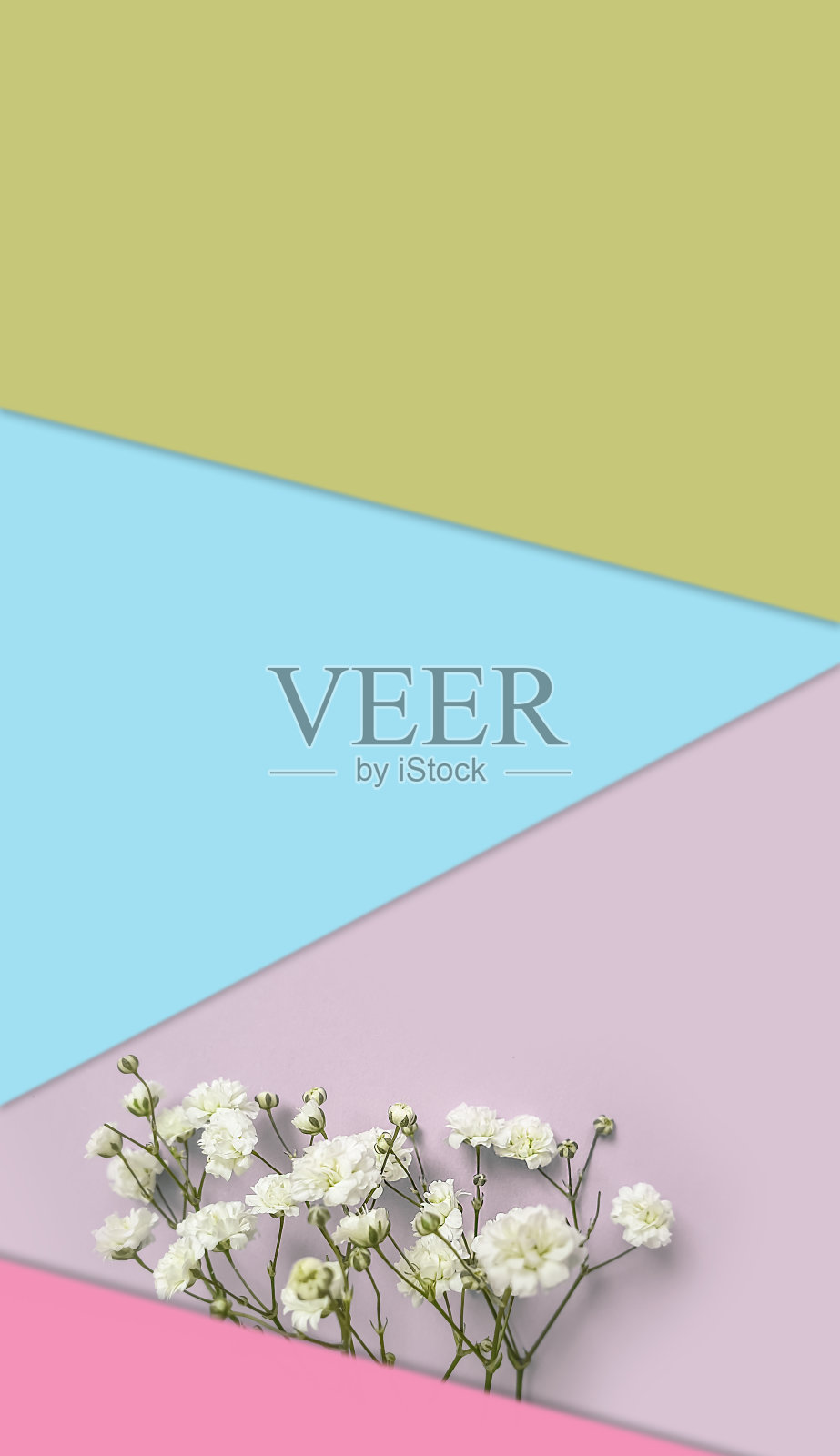 在彩色背景上的吉普赛花照片摄影图片