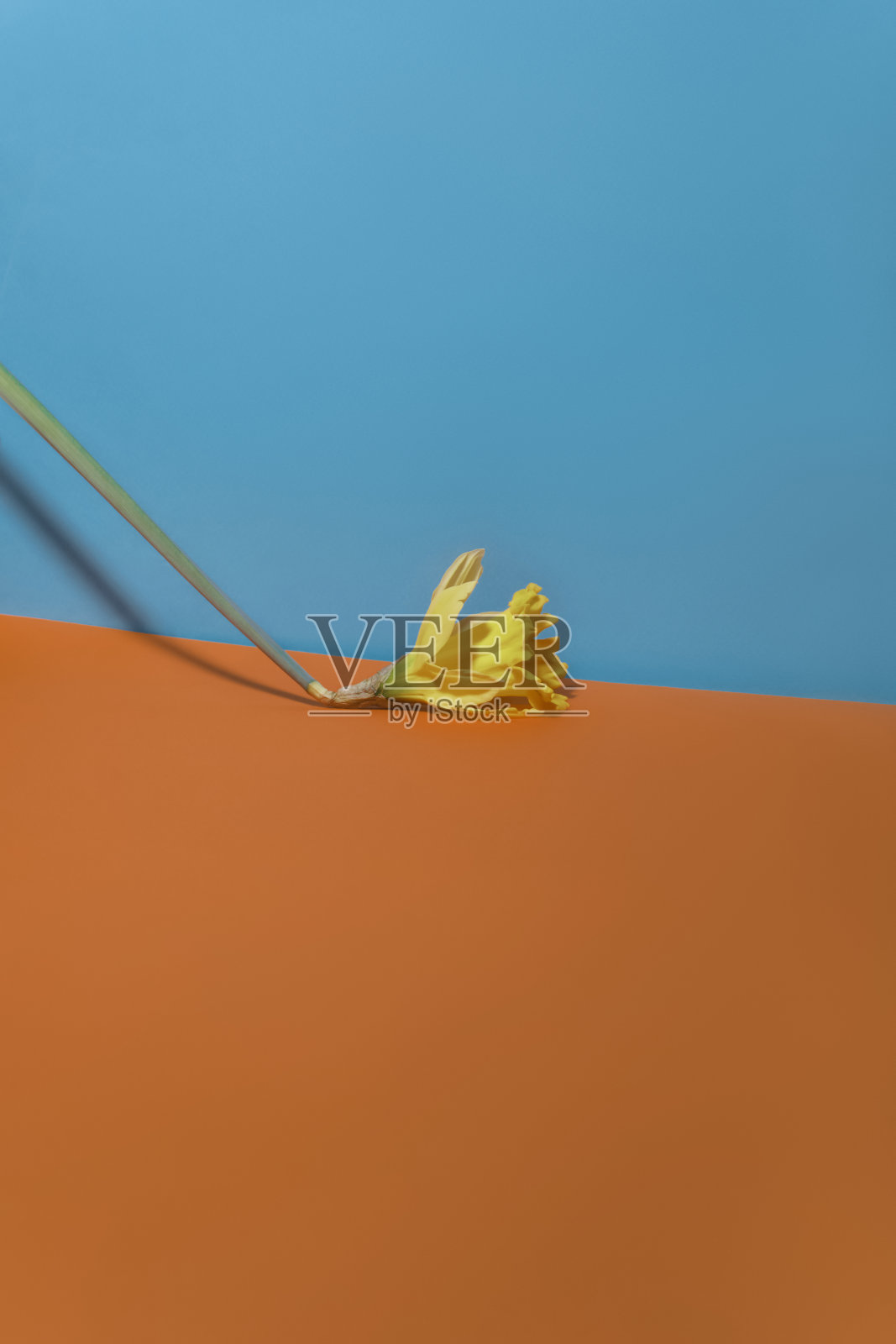 春鲜黄水仙。照片摄影图片