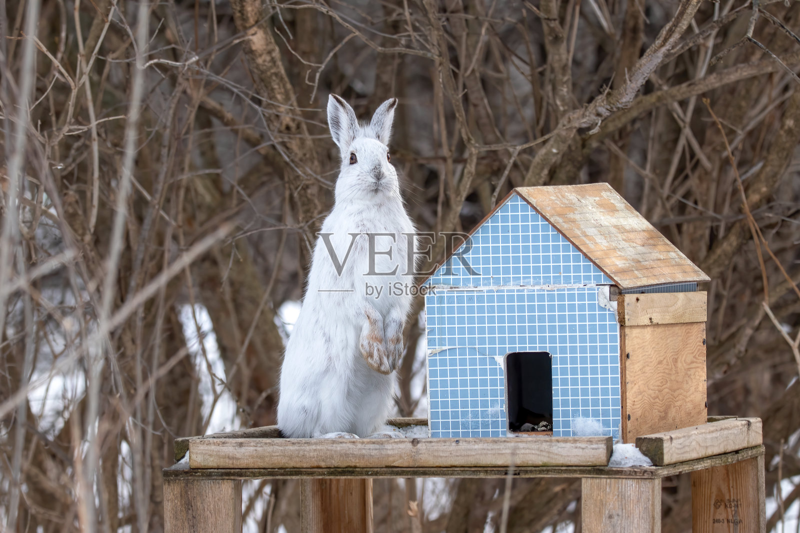 希望北美野兔照片摄影图片