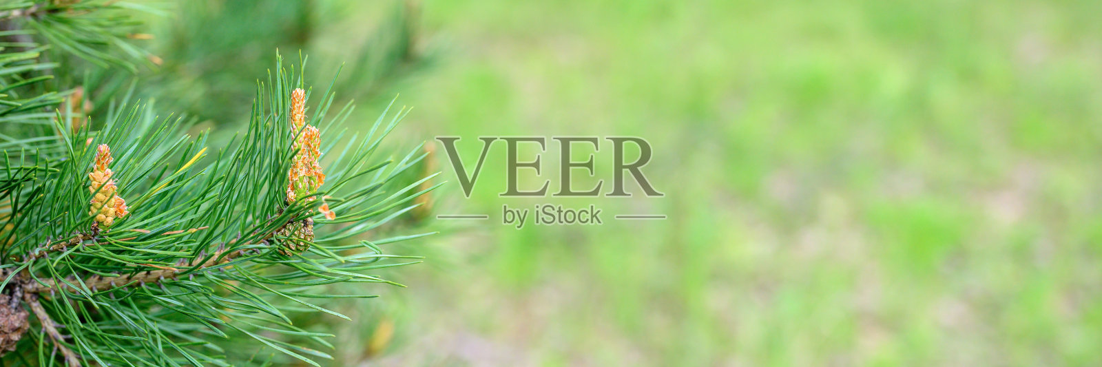 在夏季的绿色自然背景下，松树(樟子松)枝上盛开的花序和年轻的球果。横幅照片摄影图片