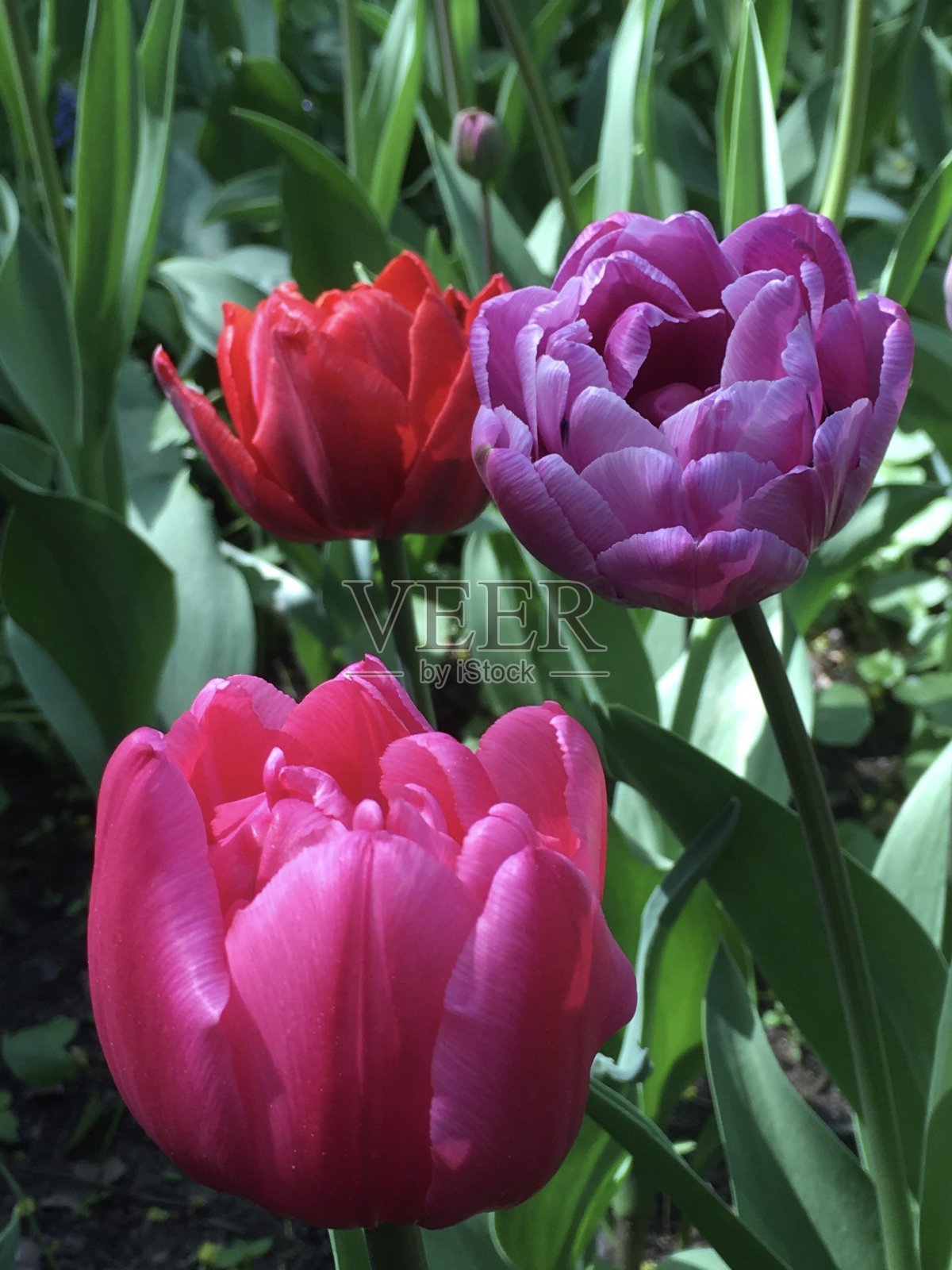 在中央公园的文化和休息在圣彼得堡埃拉金岛的郁金香节照片摄影图片