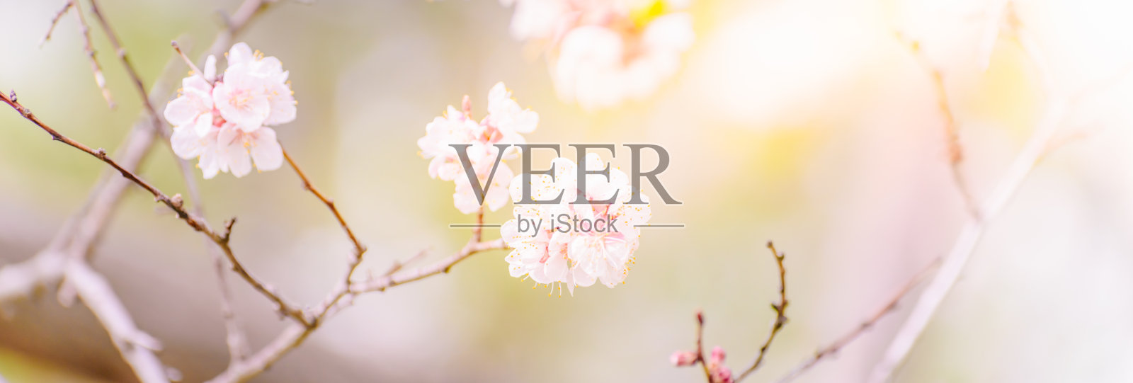 美丽的全景春景与樱花和散景背景照片摄影图片