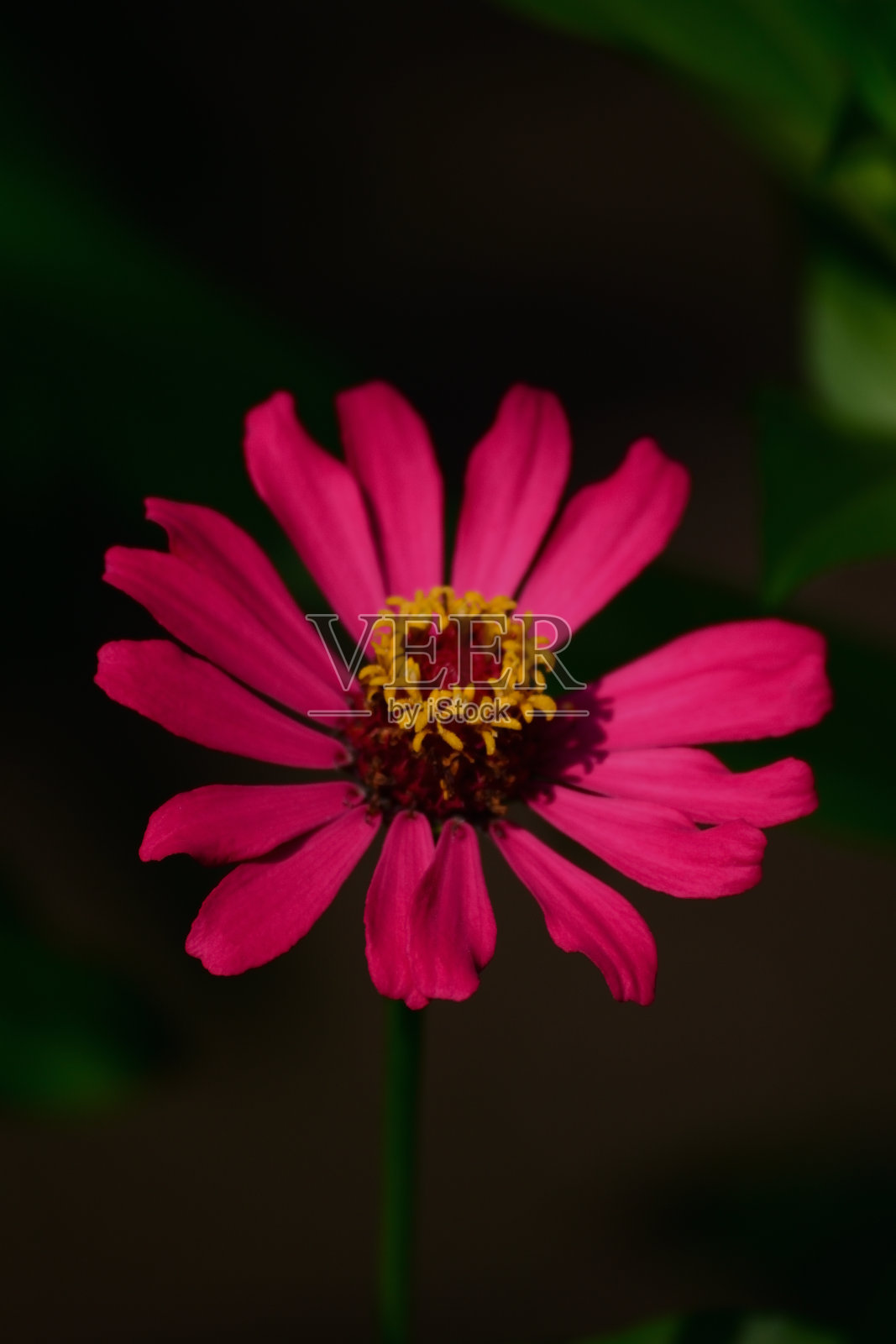 红百日花盛开照片摄影图片