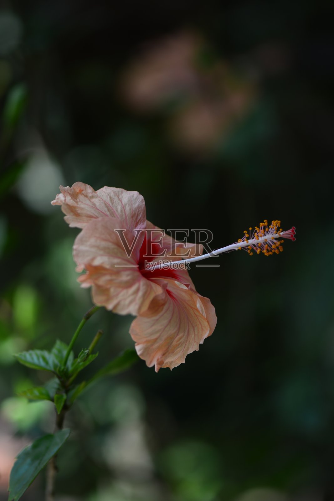 以色列提冯市的粉色芙蓉花照片摄影图片