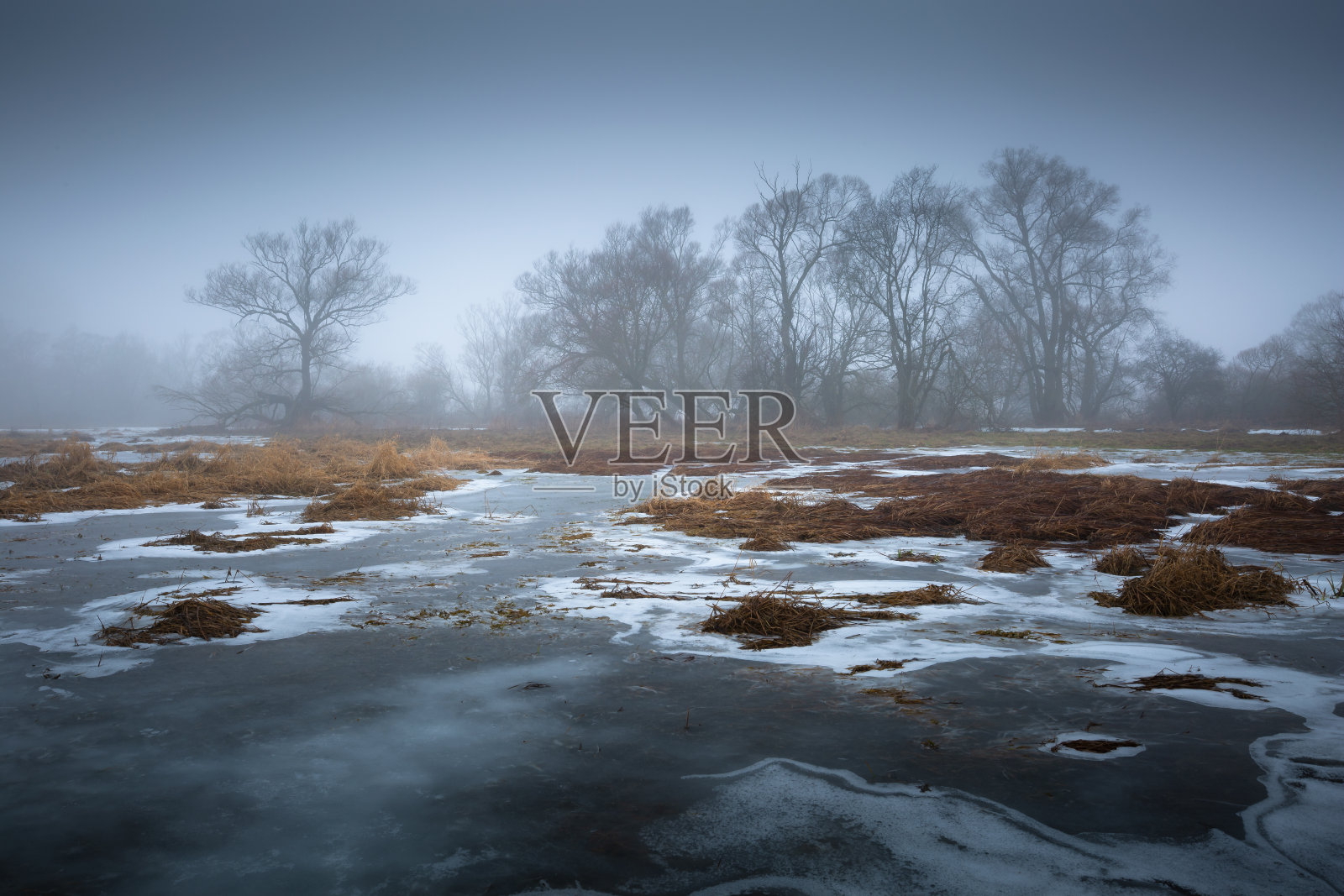 斯洛伐克北部Turiec河湿地的柳树。照片摄影图片