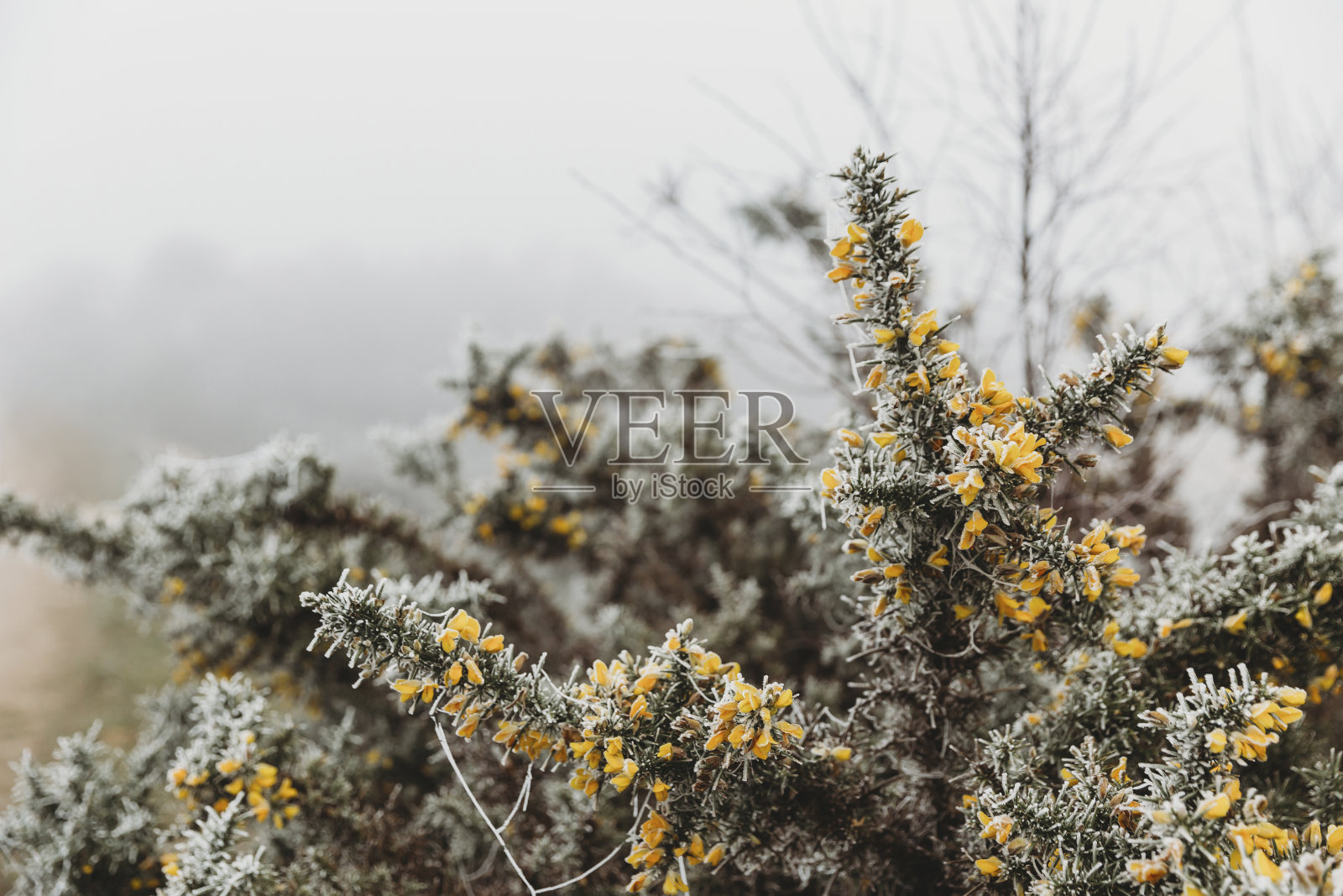 在雾蒙蒙的天空下，开着黄花的带刺植物照片摄影图片