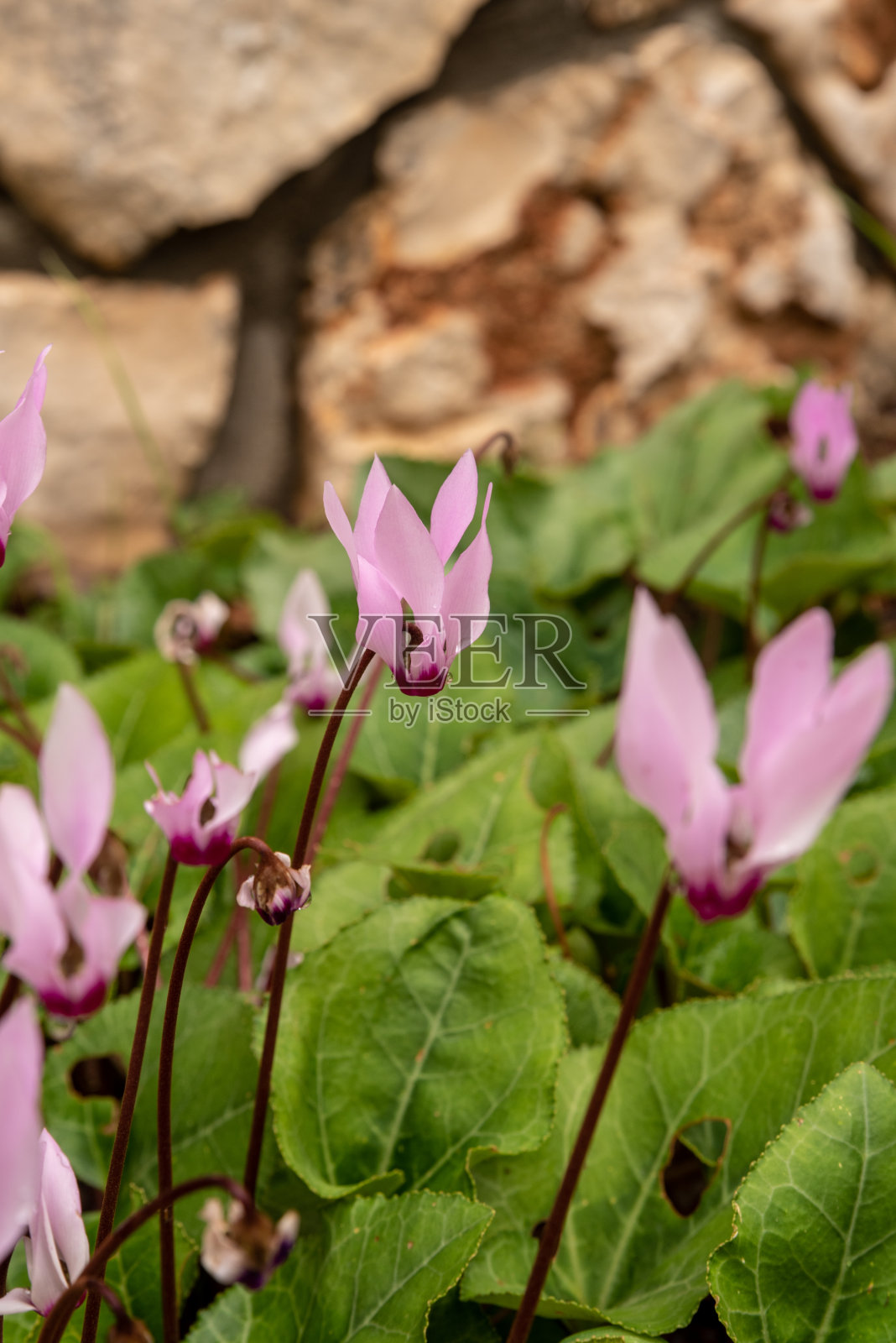 以色列蒂沃恩城野生的粉红色仙客来照片摄影图片