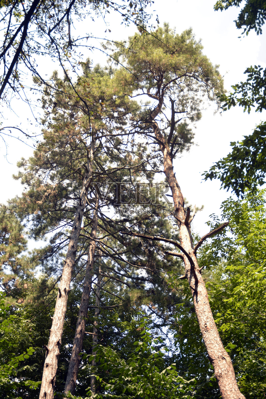 树顶照片摄影图片
