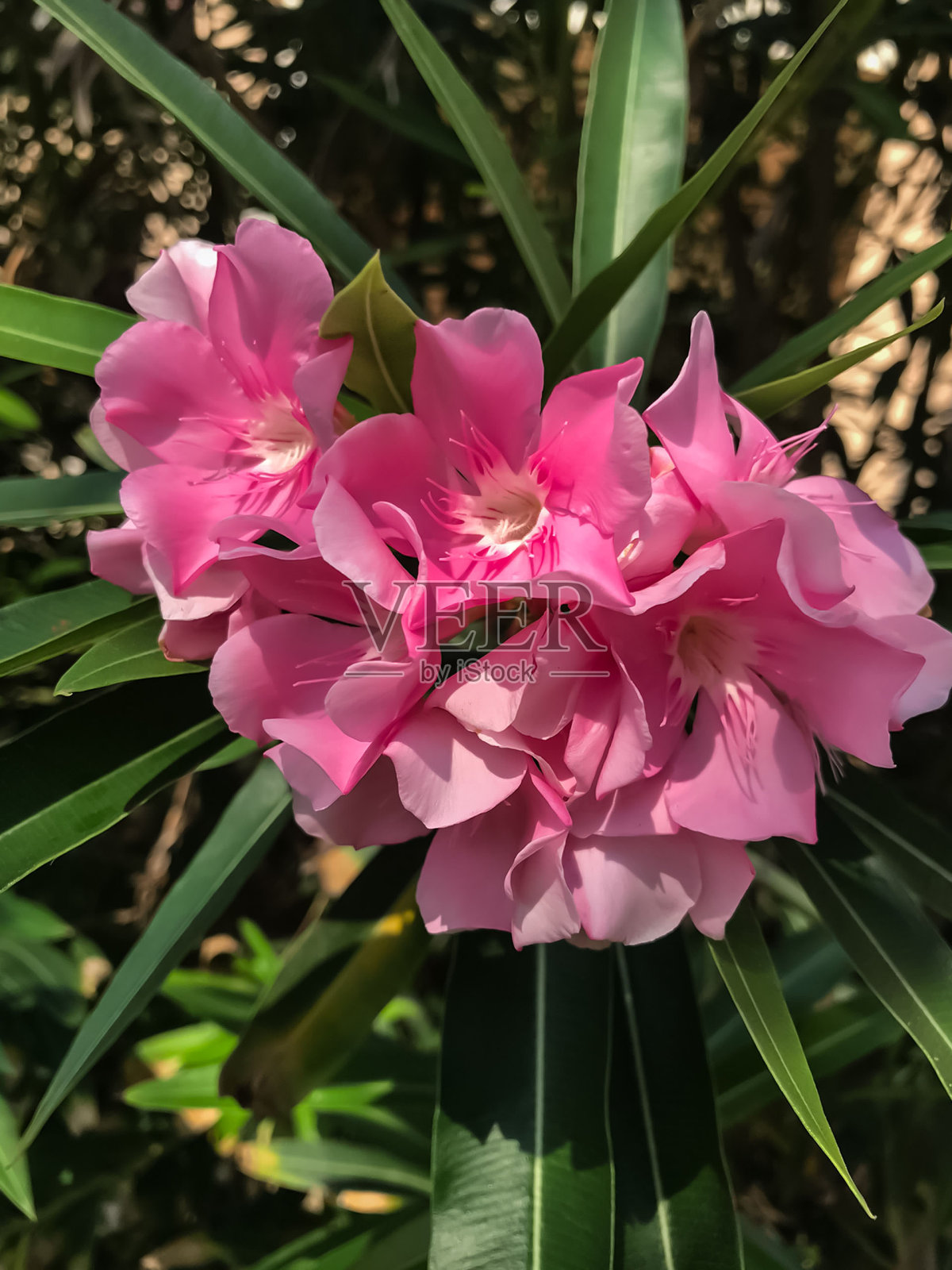 粉红色的花照片摄影图片