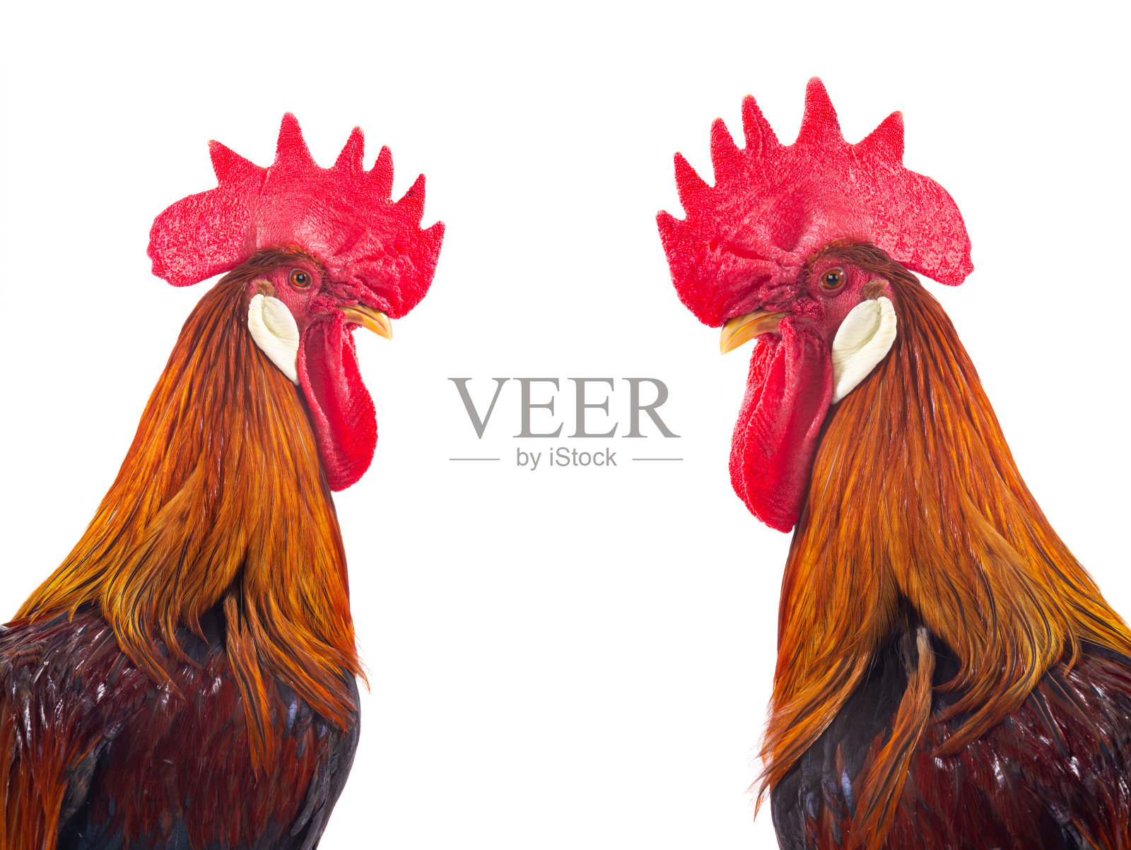 肖像棕公鸡孤立在白色照片摄影图片