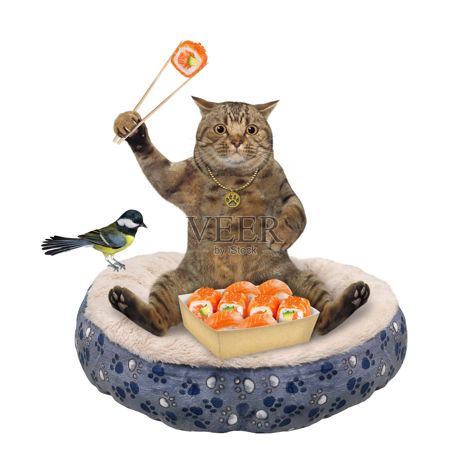 猫坐在圆躺椅上照片摄影图片