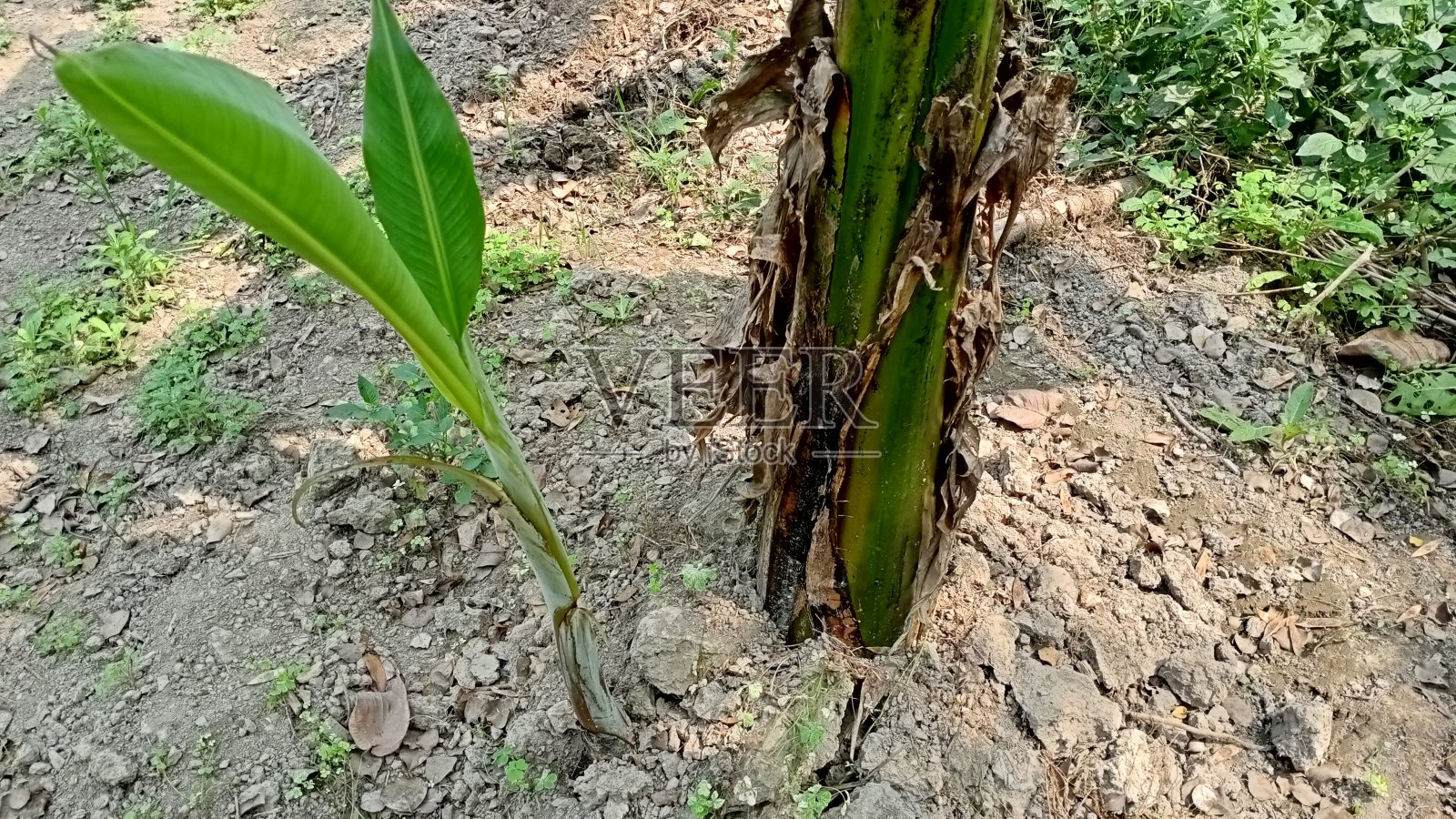 香蕉在地里生长照片摄影图片