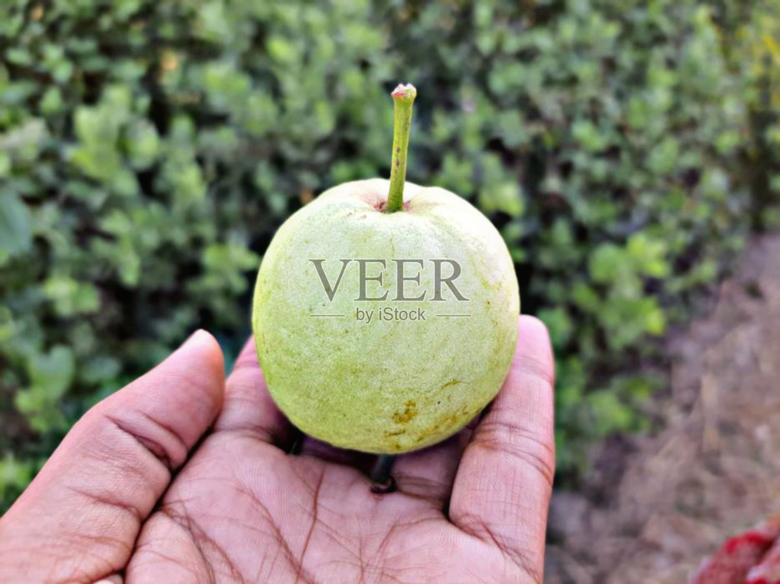 手里拿着番石榴照片摄影图片