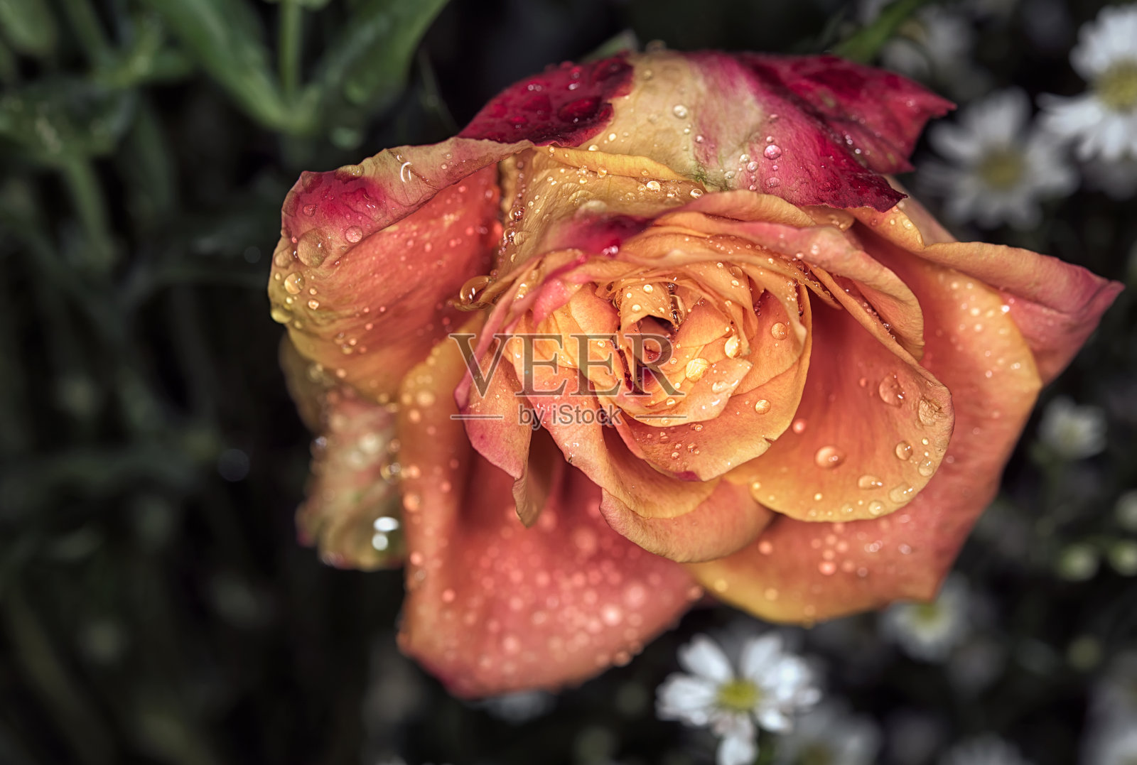 玫瑰花园里的玫瑰花照片摄影图片