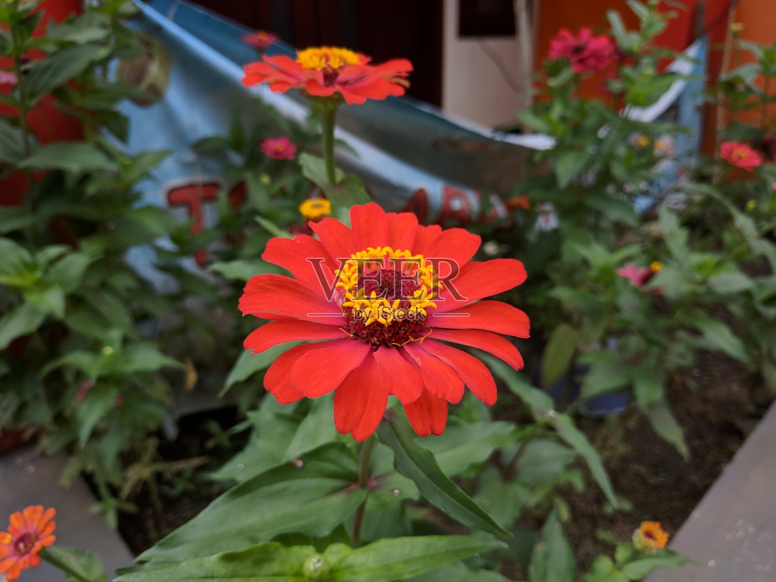 红色的大丽花盛开照片摄影图片