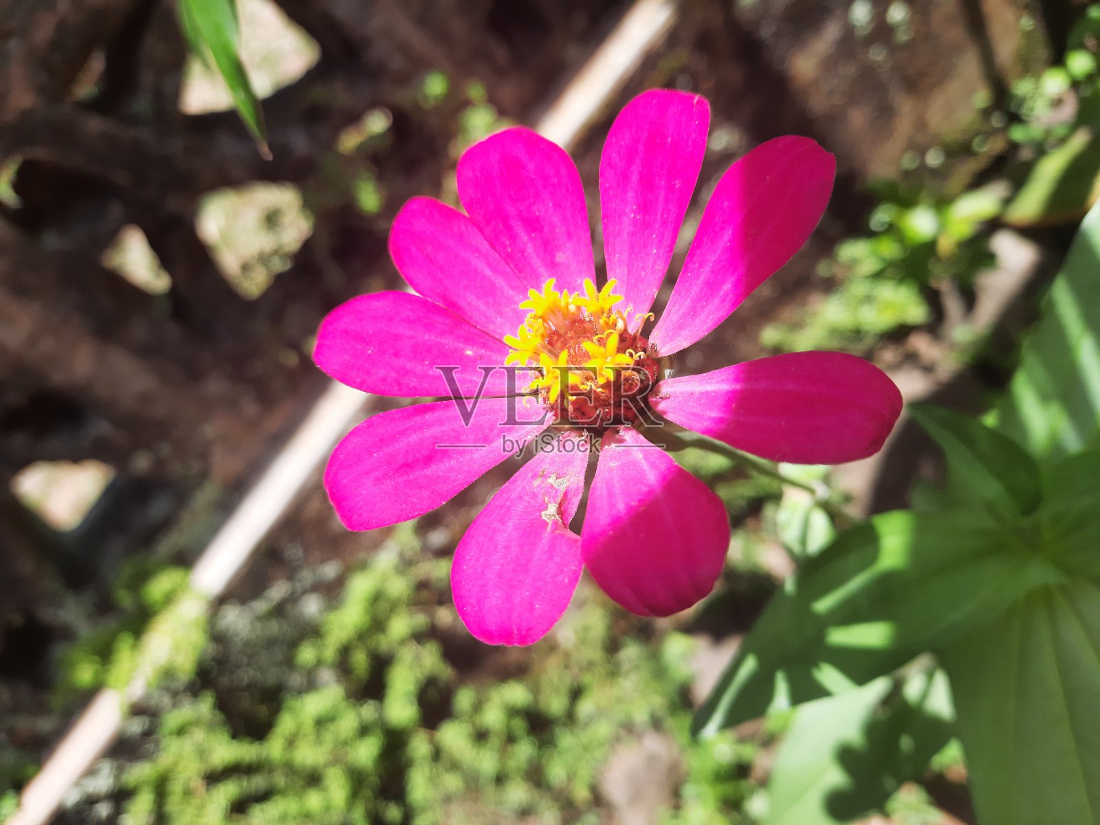 粉红色的草的花照片摄影图片