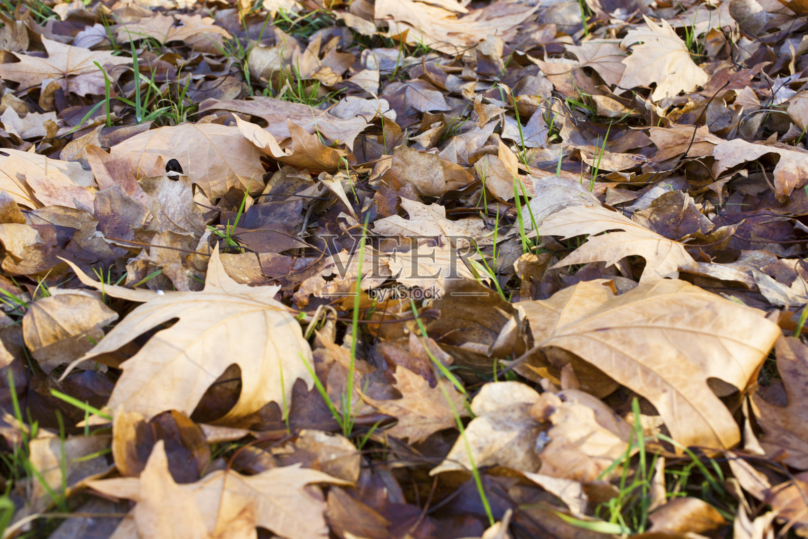 褐色的秋叶背景。在户外。多彩的背景图像的秋天树叶是完美的季节性使用照片摄影图片