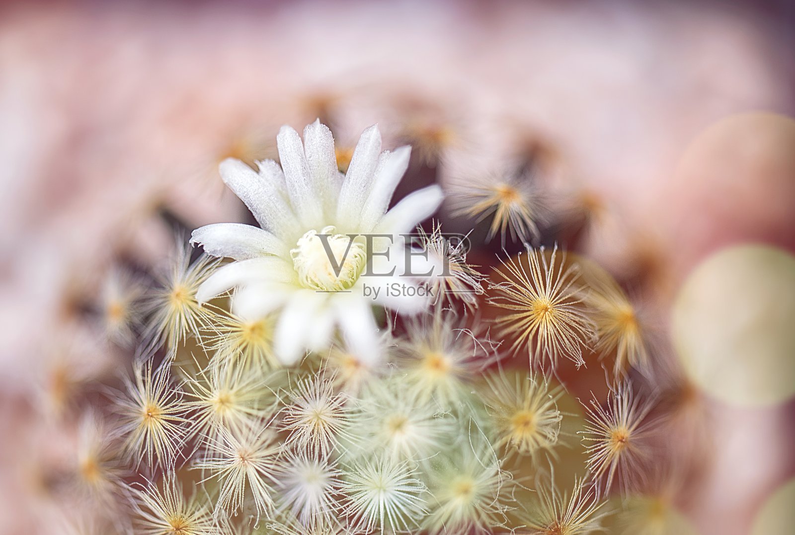 仙人掌是一种美丽的植物，有许多五颜六色的花。照片摄影图片