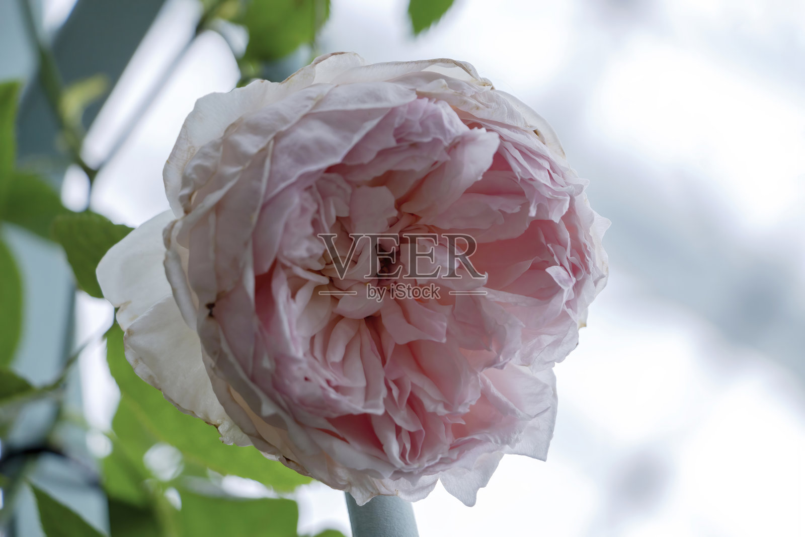 粉红色的玫瑰花照片摄影图片