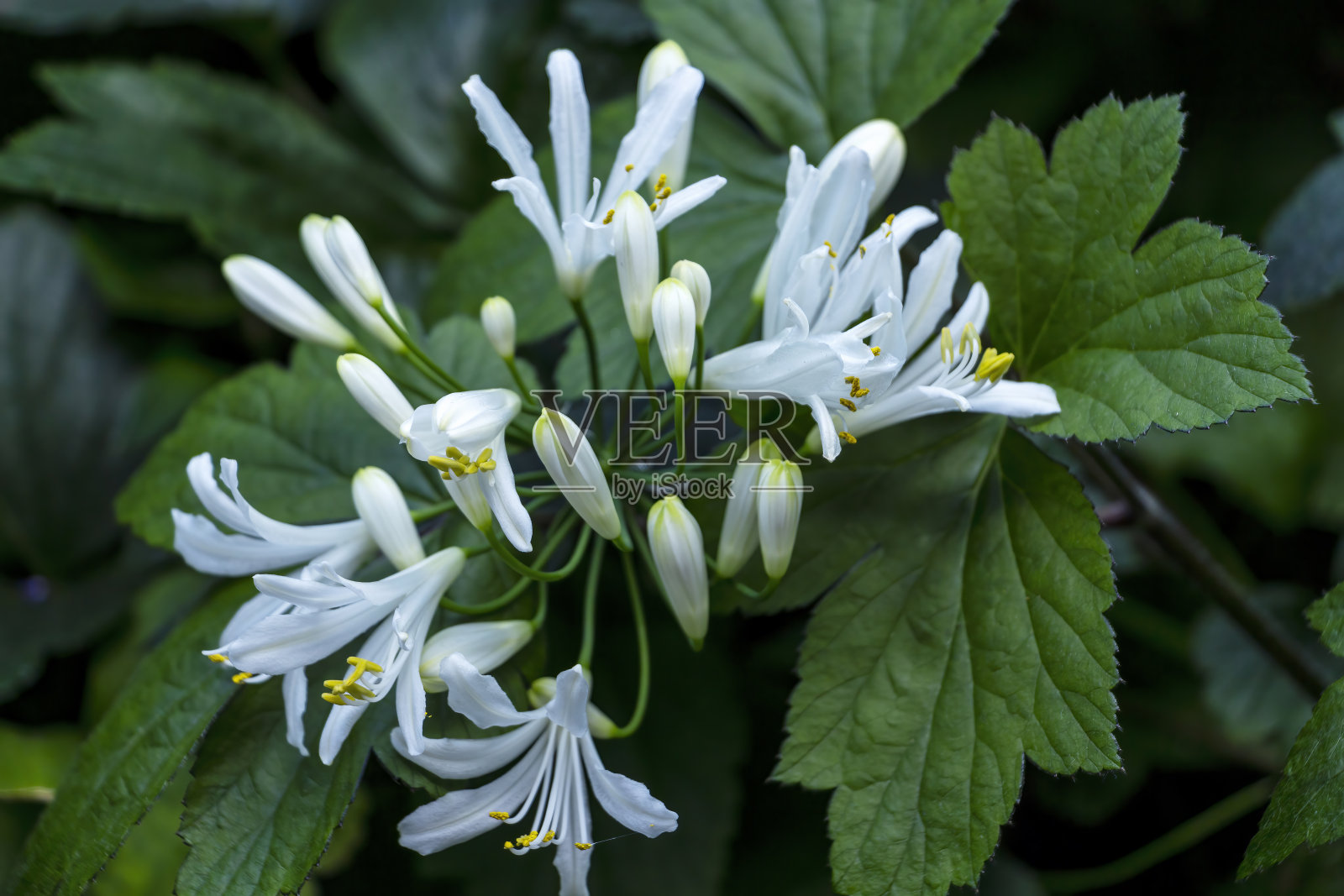 尼罗河百合-非洲百合照片摄影图片